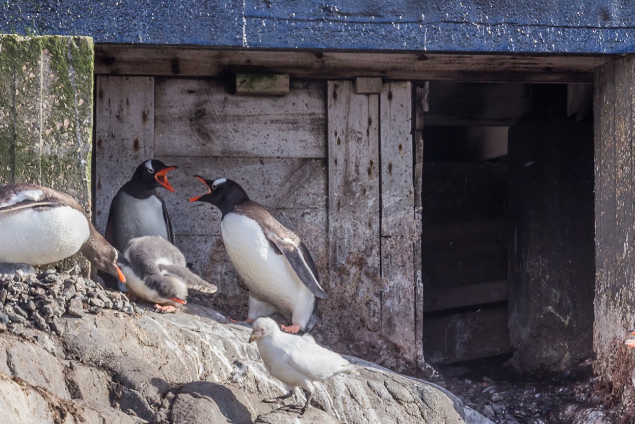 Gentoo penguins squabbling.