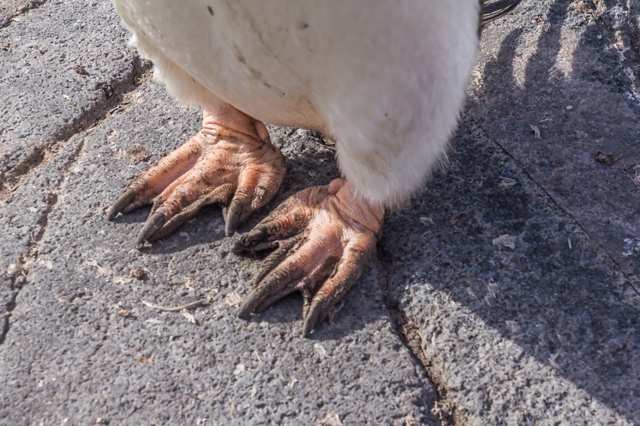 A penguin's webbed feet are set far back on the body, giving them an upright posture on land.