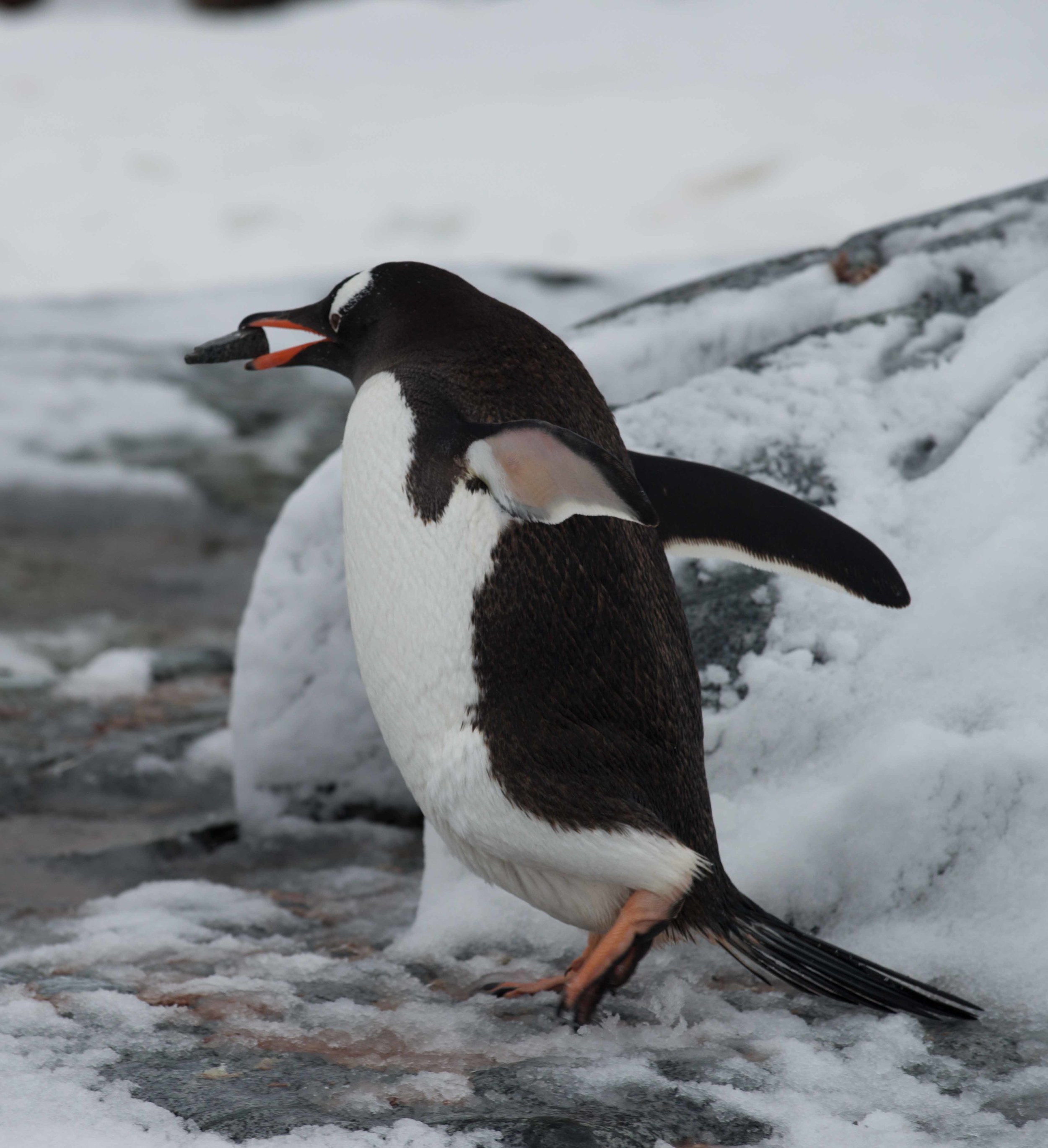 Gentoo penguin carries stones to his nest. Penguins breed in large colonies and form monogamous pairs for a breeding season, sharing incubation duties. 