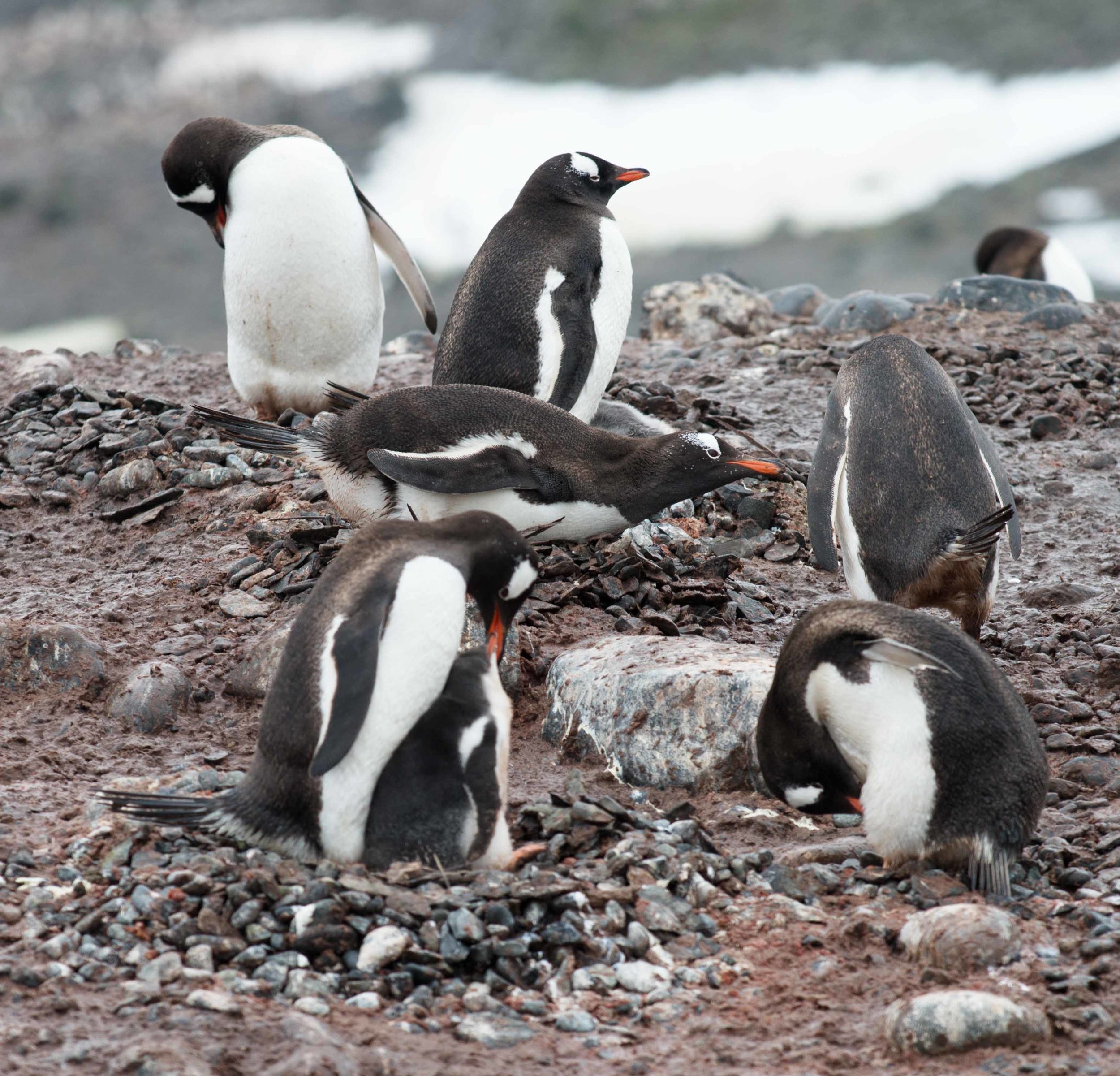 Gentoo penguins with chicks.