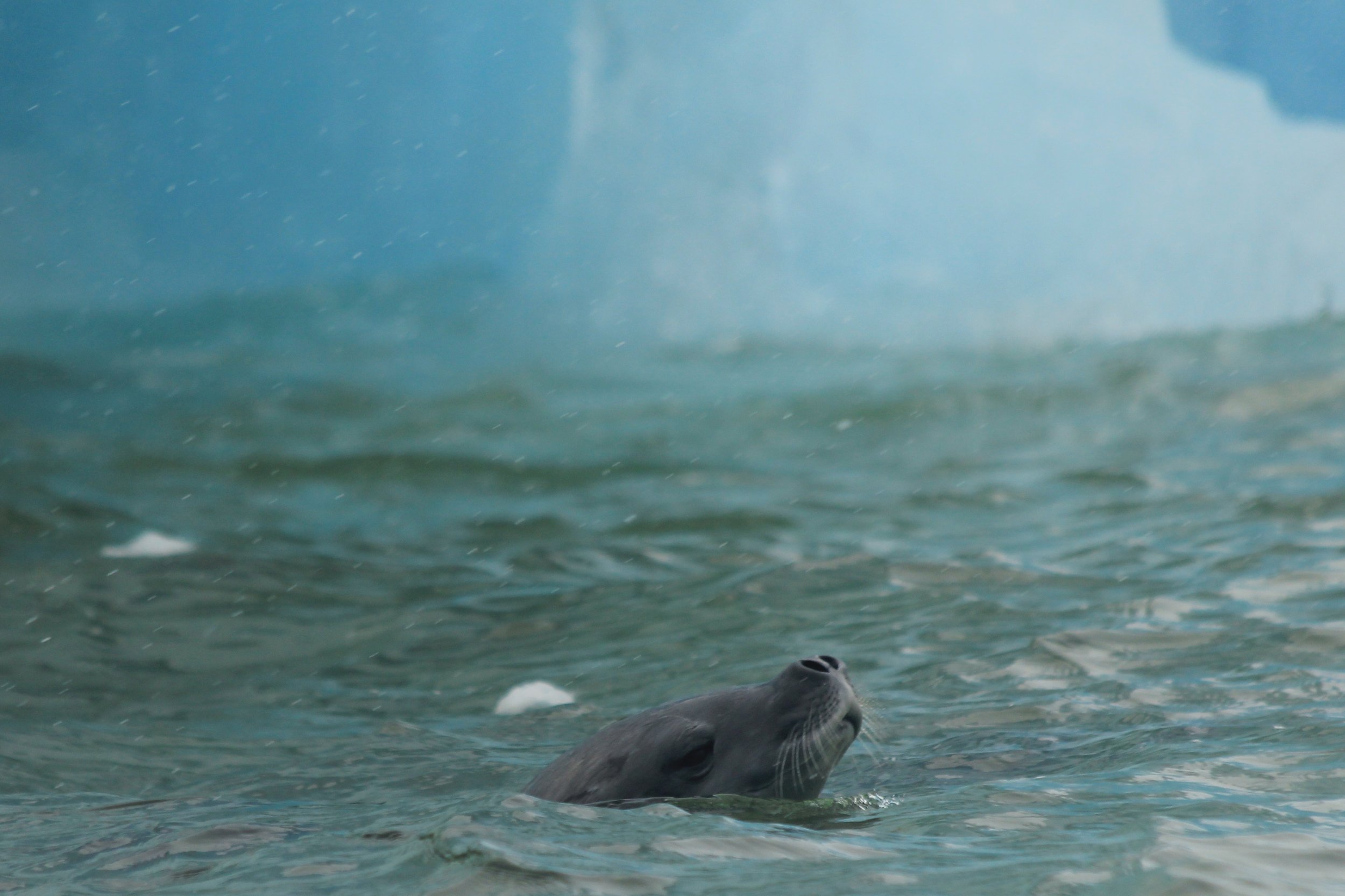 Seal swimming.