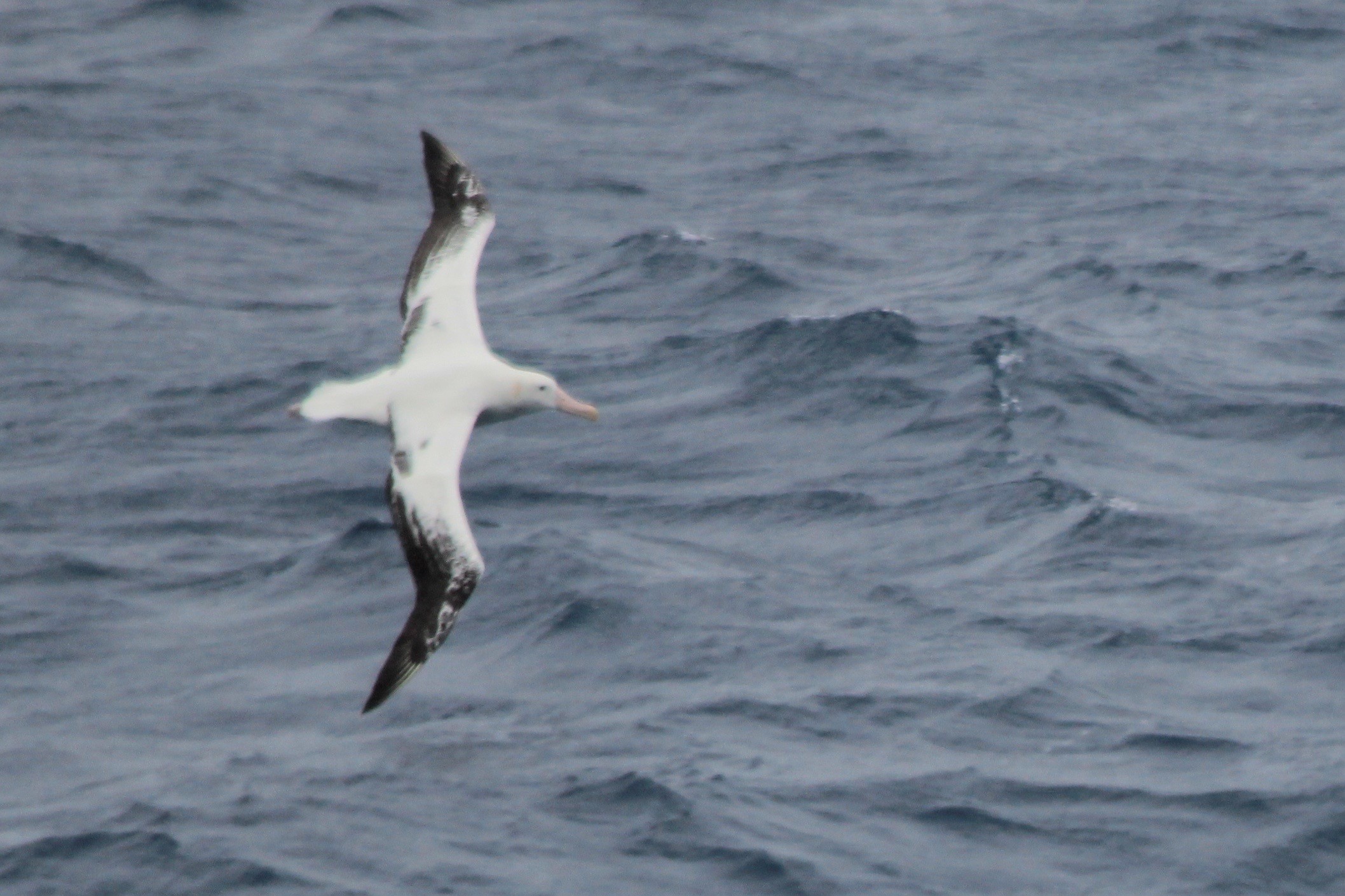 Wandering albatross in flight.