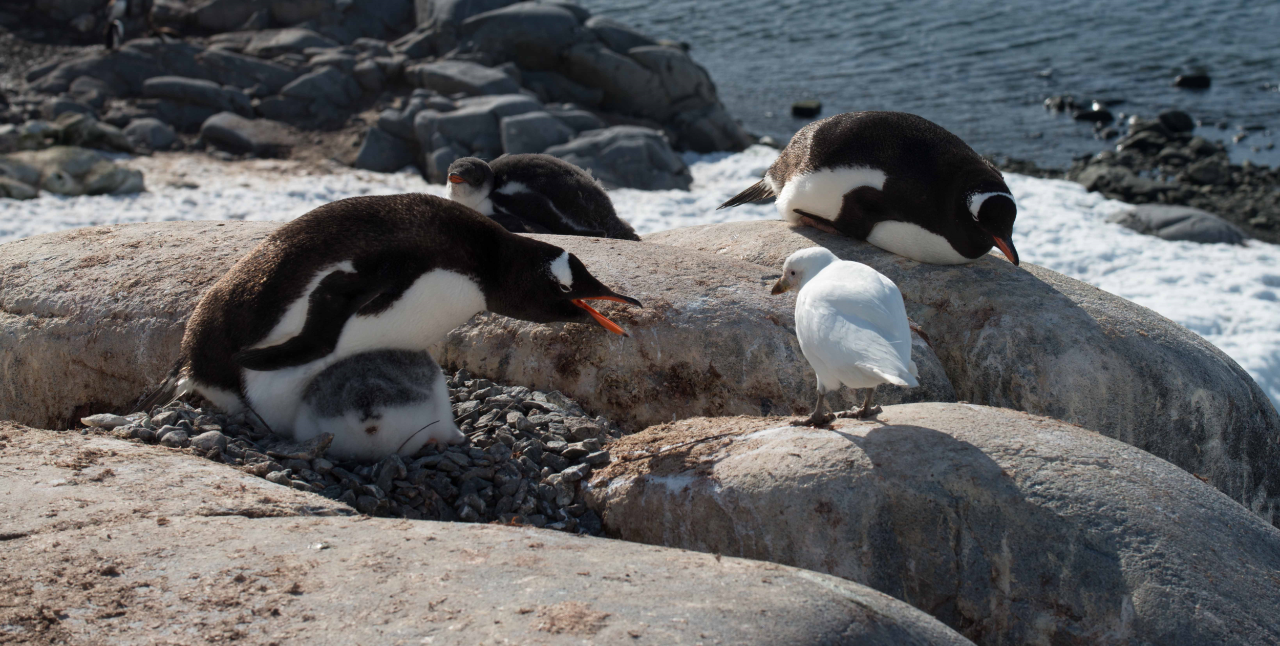 Gentoo penguins and snowy sheathbill.