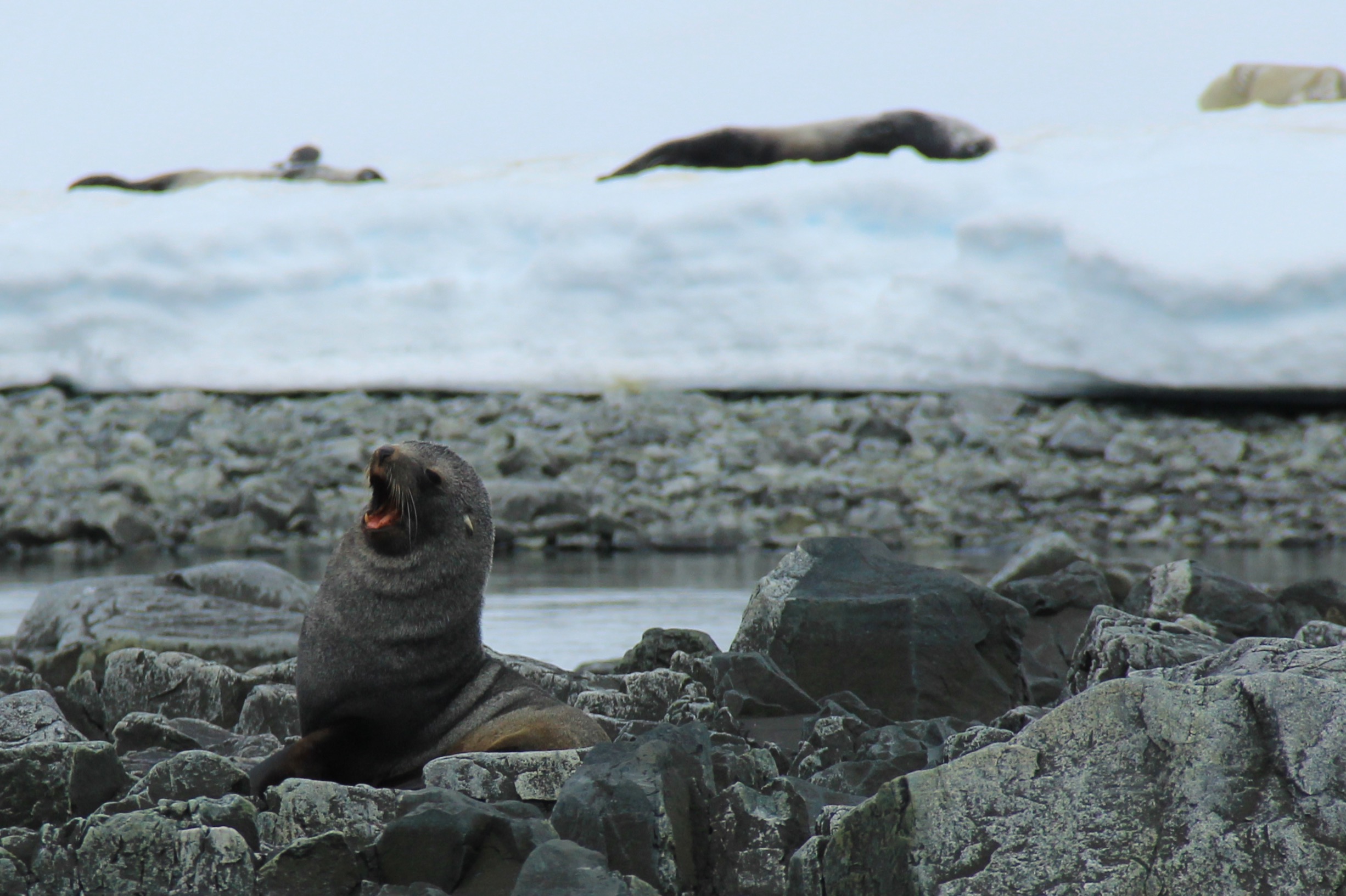 Fur seal yawning.