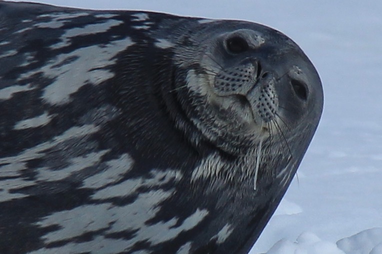 Weddell seal.