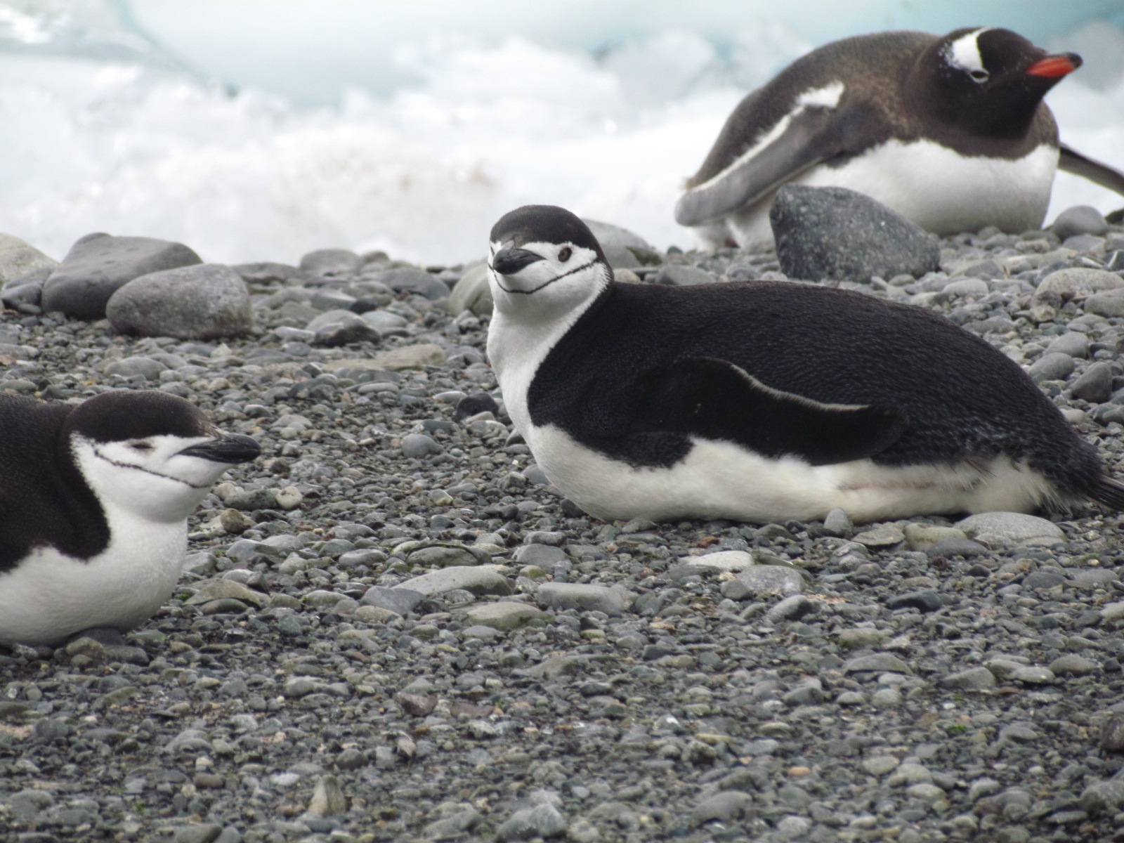 Chinstrap penguins in foreground, gentoo penguin in background right.