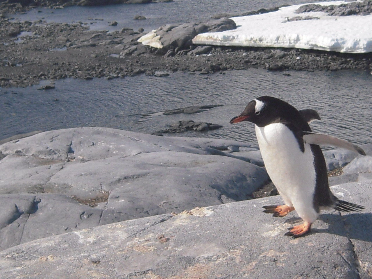 Gentoo penguin at Port Lockroy, Antarctica.