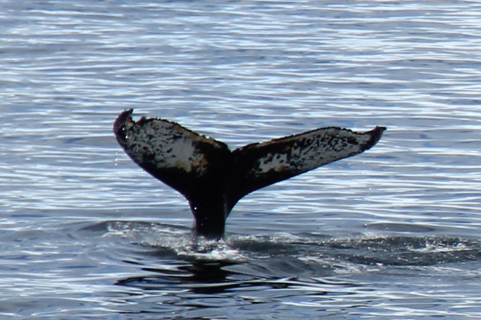 Humpback whale fluking.