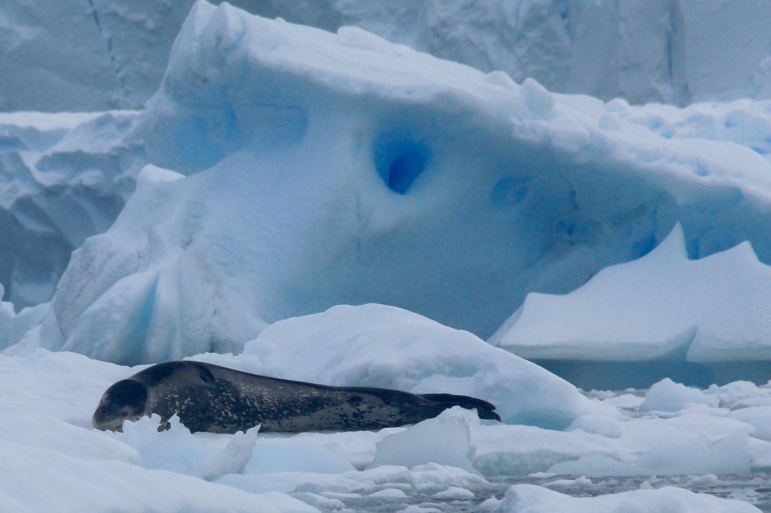 Leopard seal.