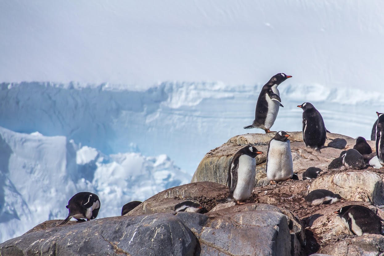 Gentoo penguin colony.