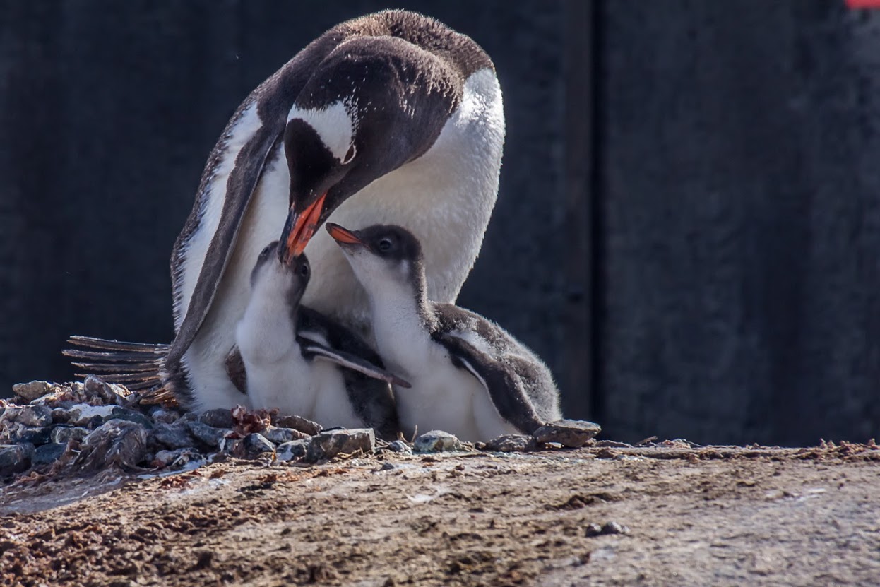 Gentoo penguin with chicks.