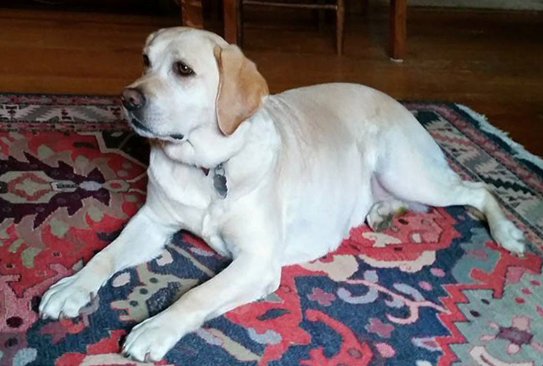  2015. Lucy on carpet. Photo by Greg Reeder. 