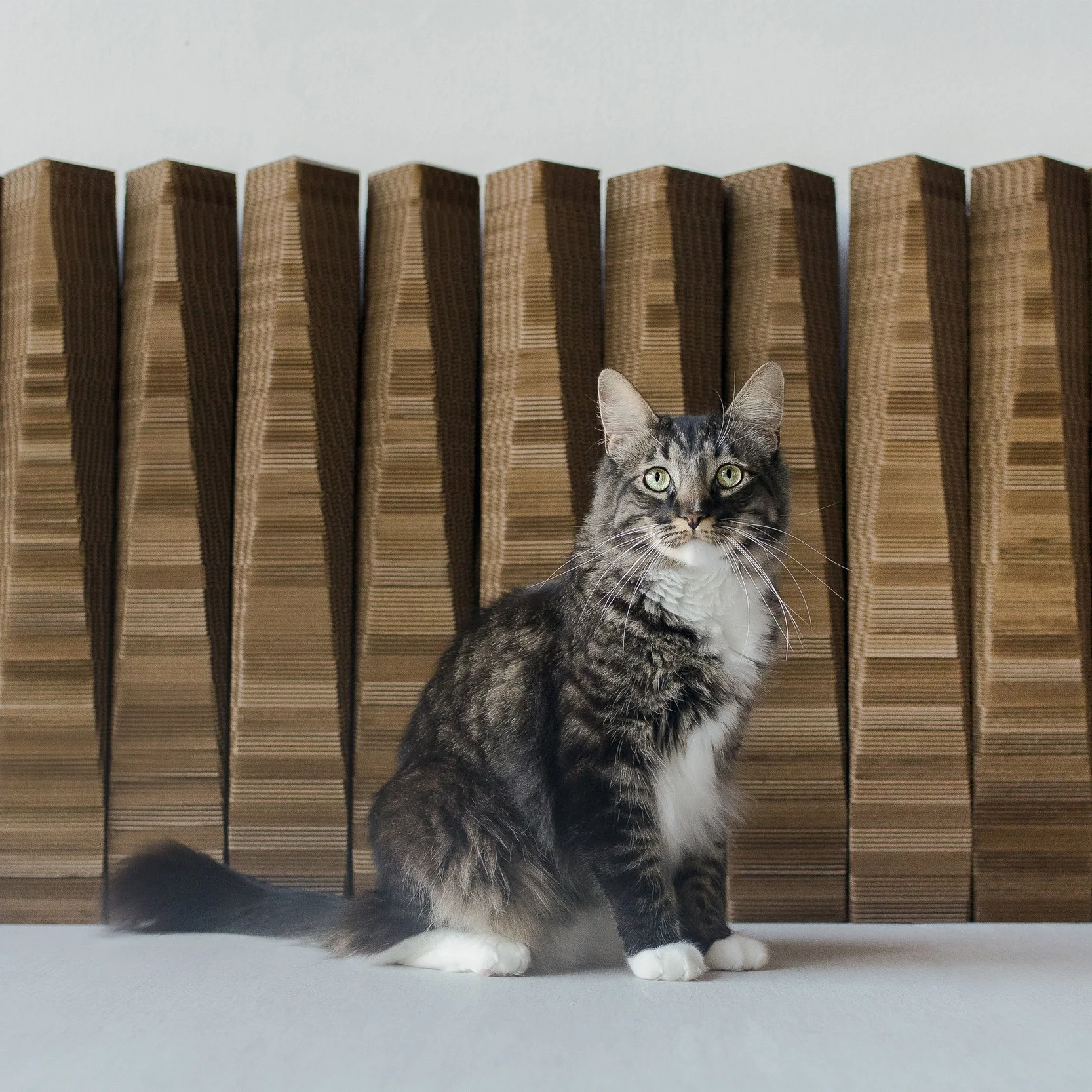 ARCHITECTURE FOR CATS