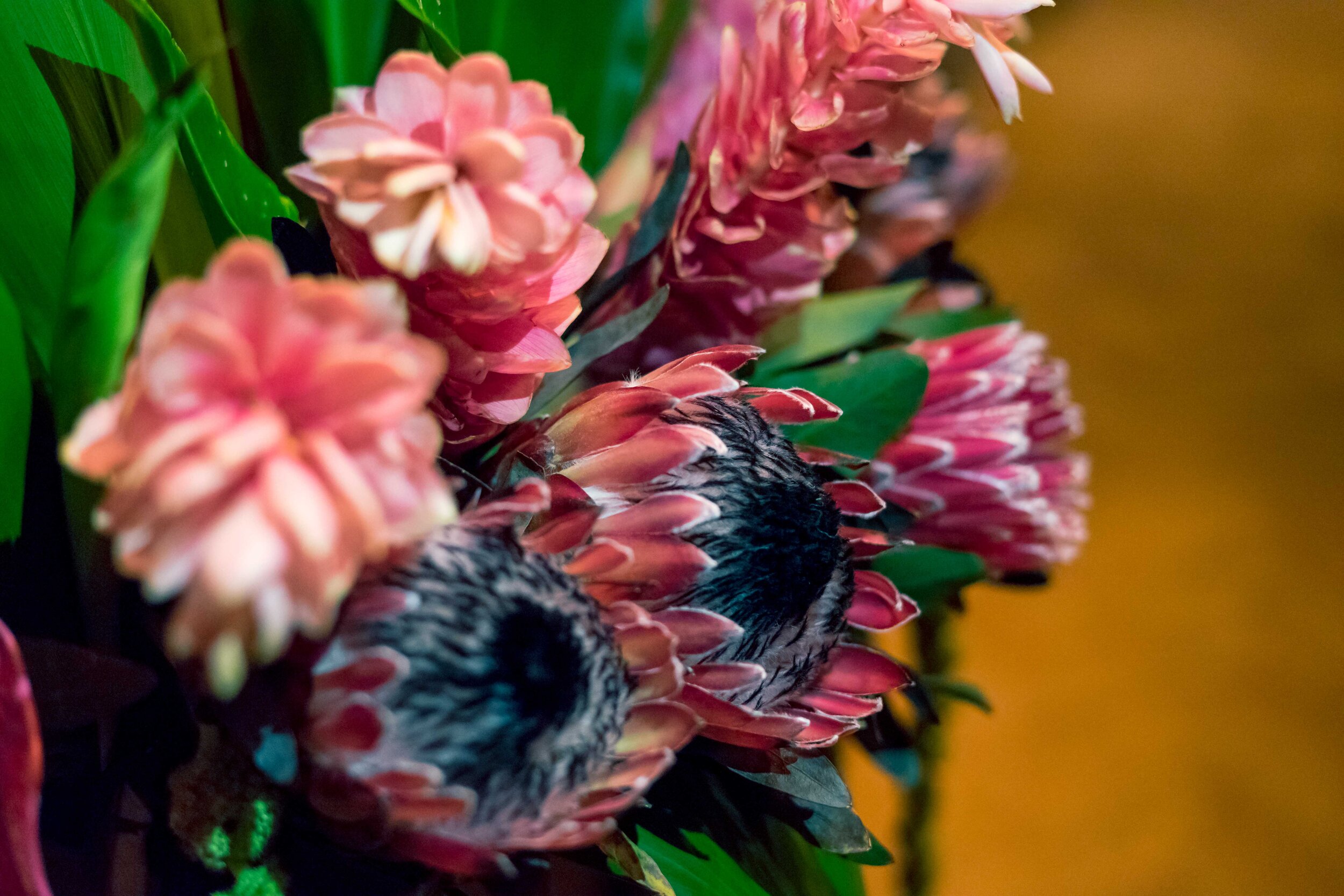 fuzzy pink king protea and pink ginger flower