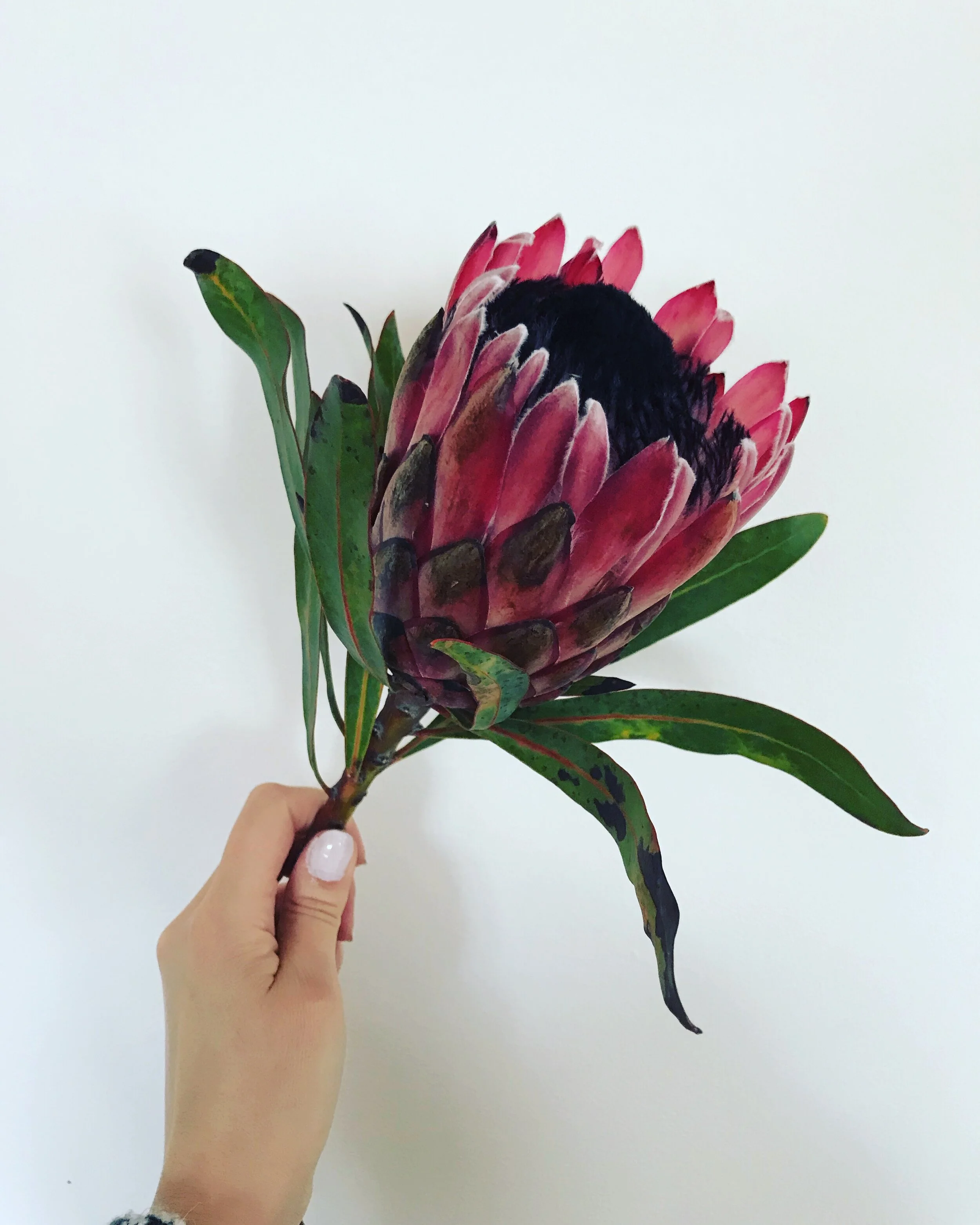 closeup of pink king protea in hand on white background