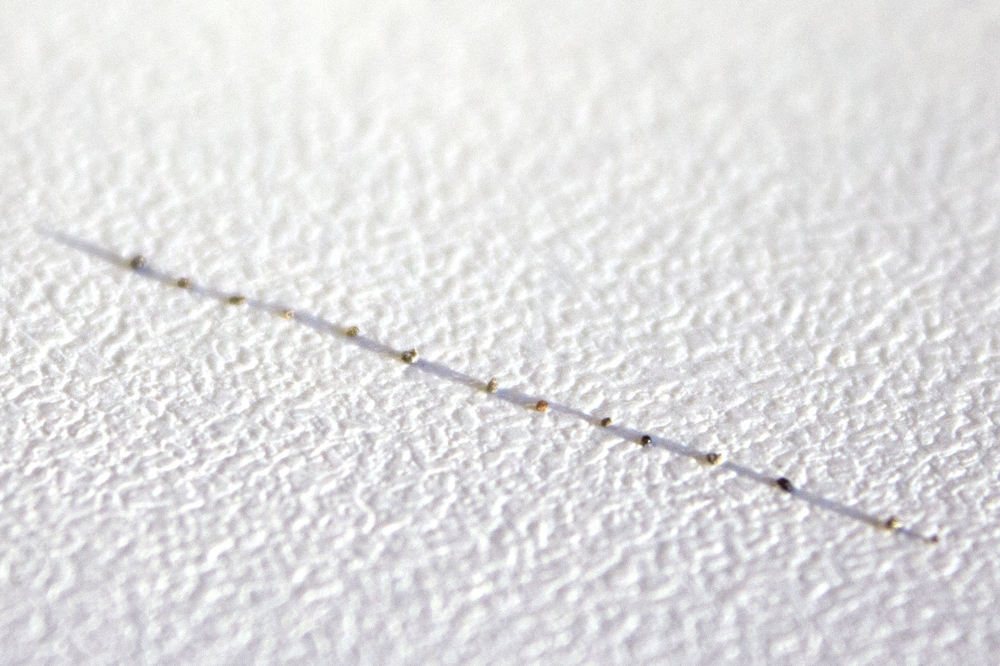 a line, the infinite , 2014 sand grains, natural light 1 in.