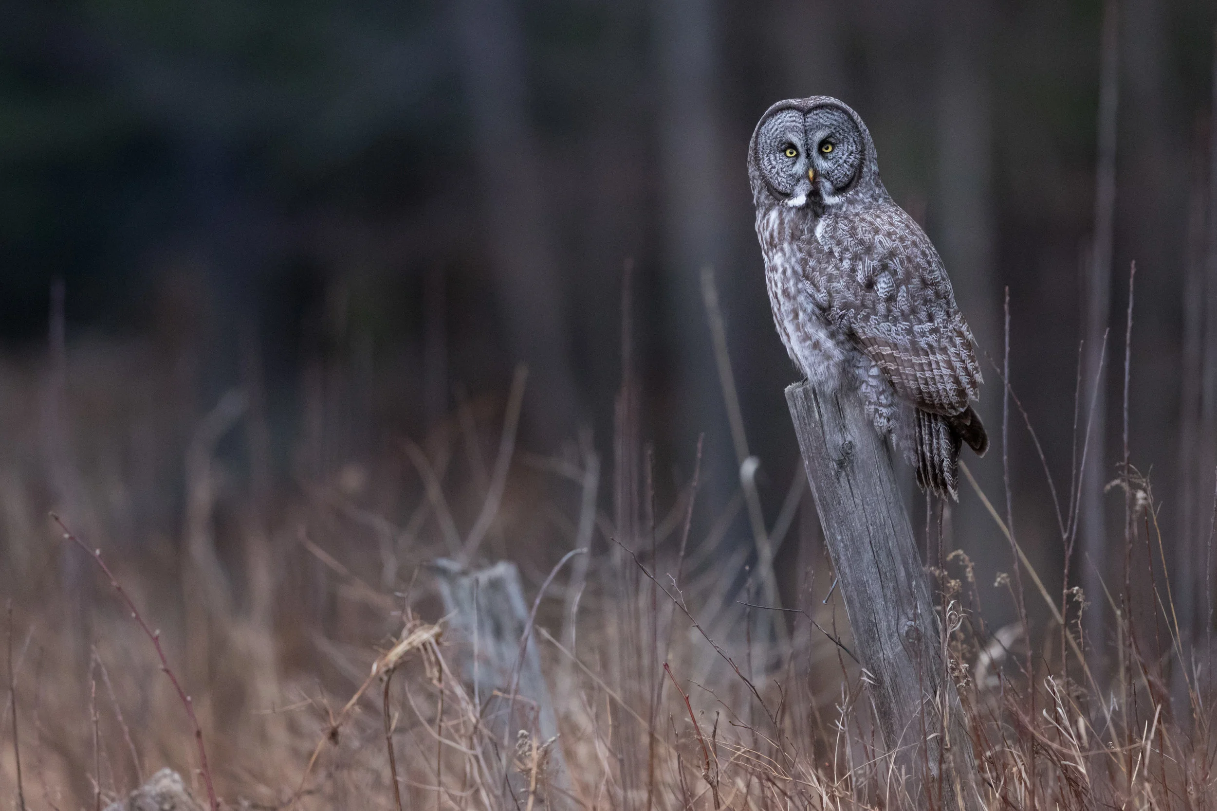 Canon 5D Mark IV · 1/1250 at f/5.6, ISO 10,000 · 600mm + 1.4x