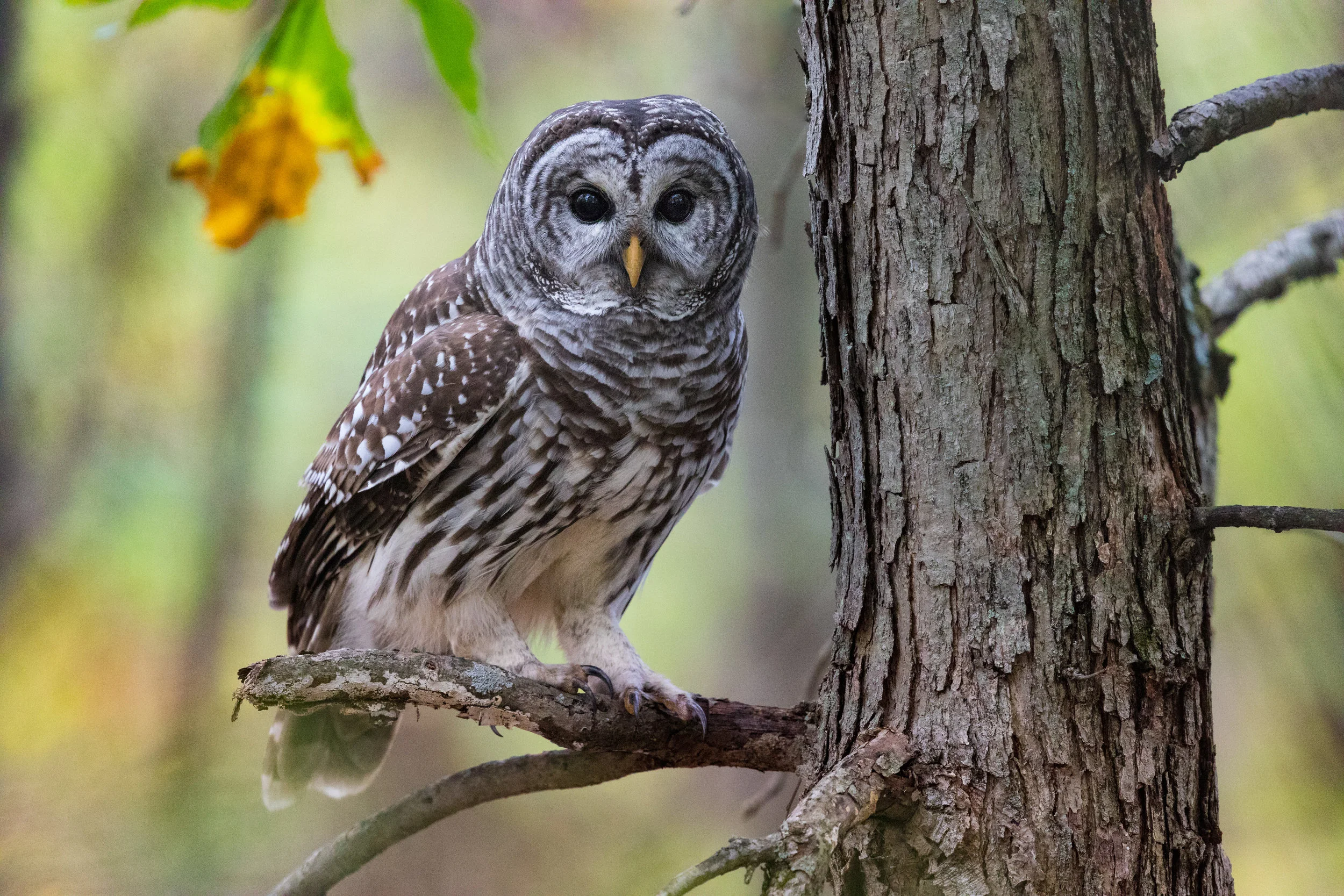 Canon 5D Mark IV · 1/640 at f/5.6, ISO 10,000 · 600mm + 1.4x