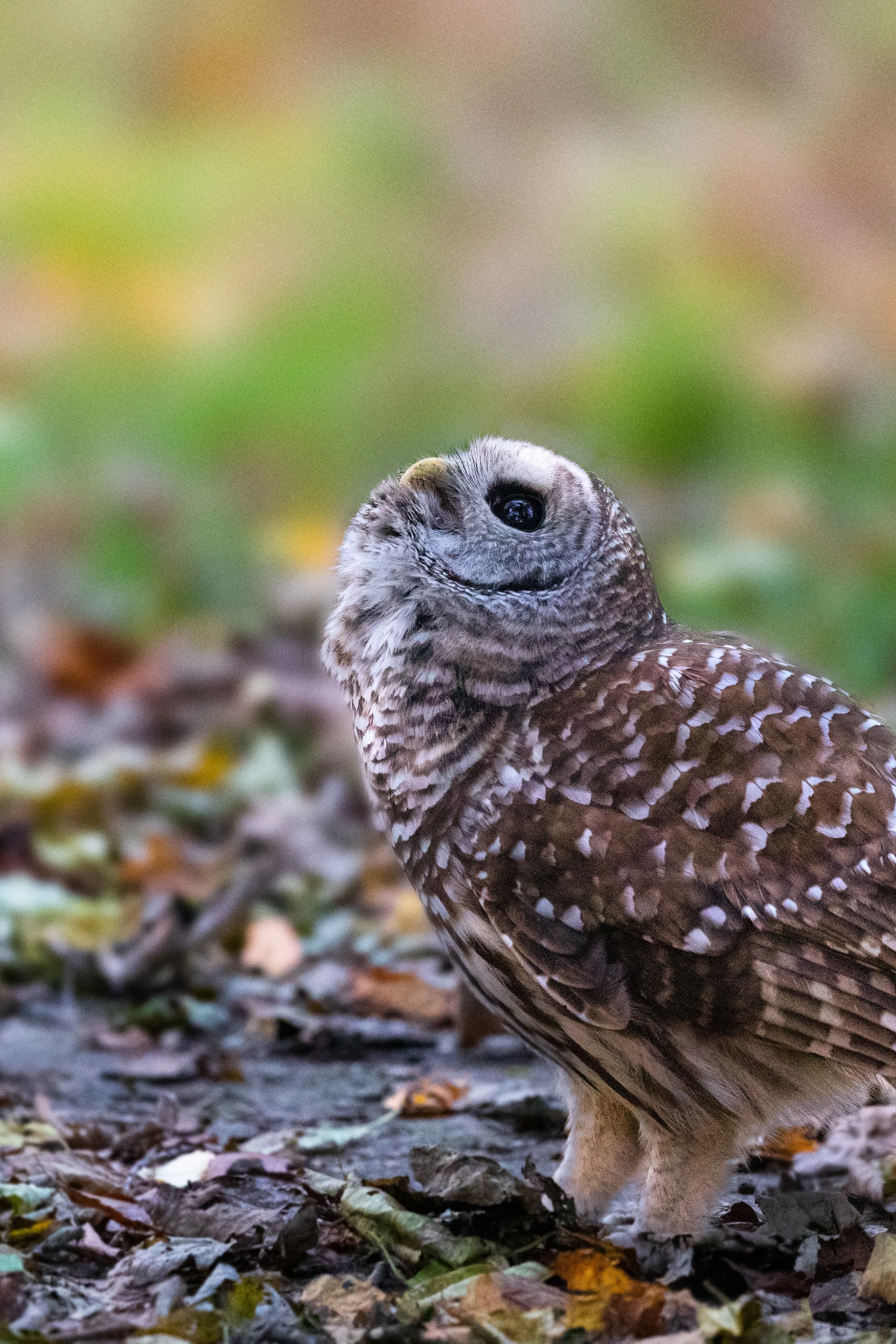 Canon 5D Mark IV + EF 100-400 f/4.5-5.6 IS II USM - 1/500 at f/5.6, ISO 16,000