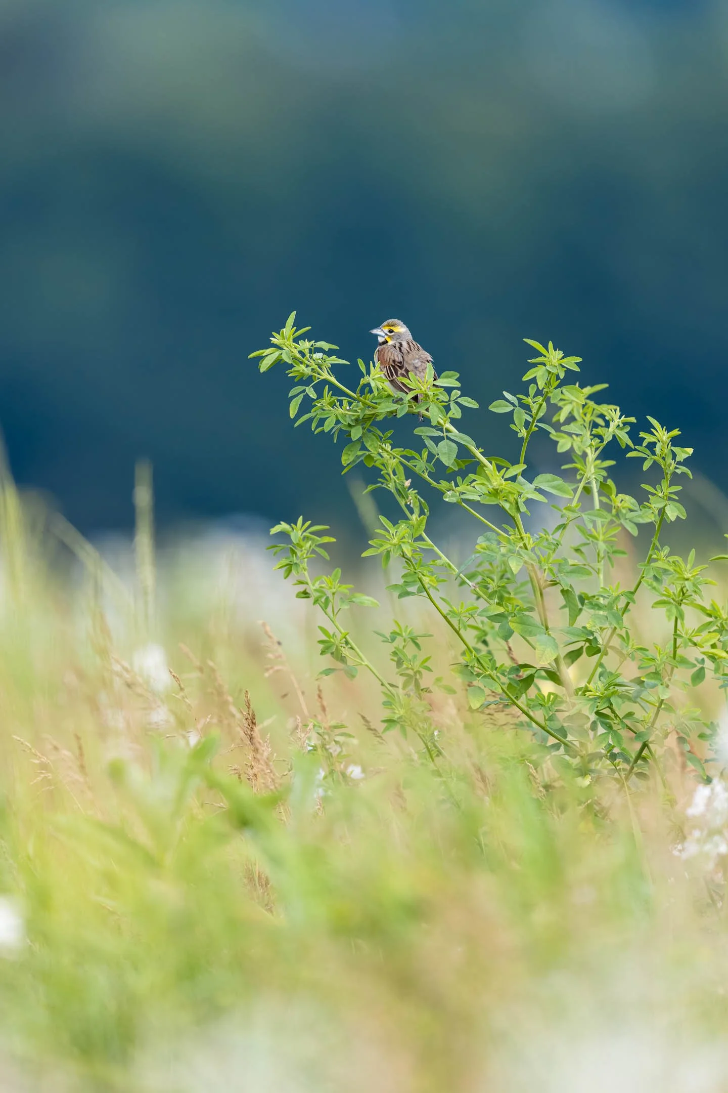 _U3A4749-Edit-3.jpg