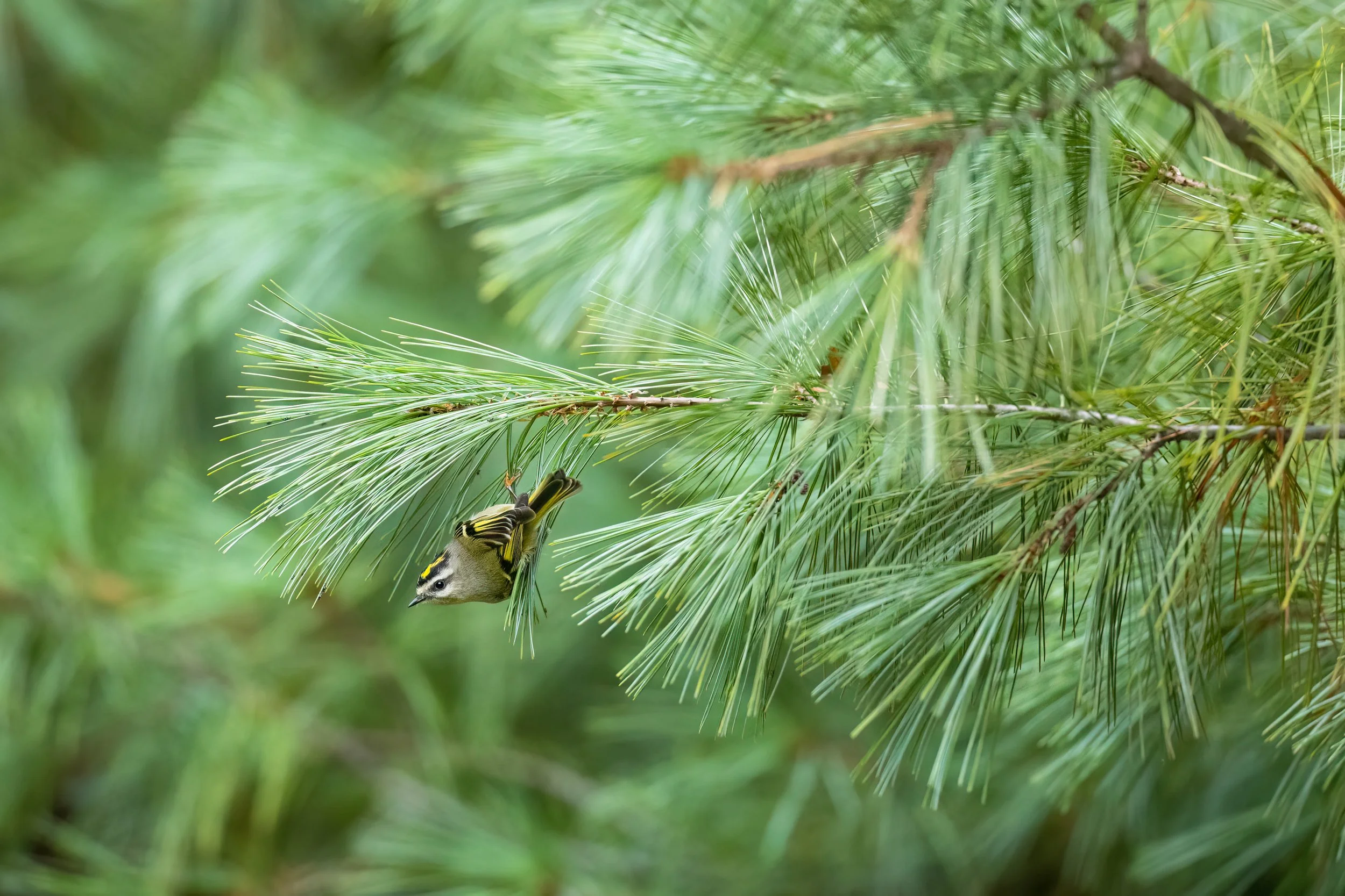 _N8A7675-Edit.jpg