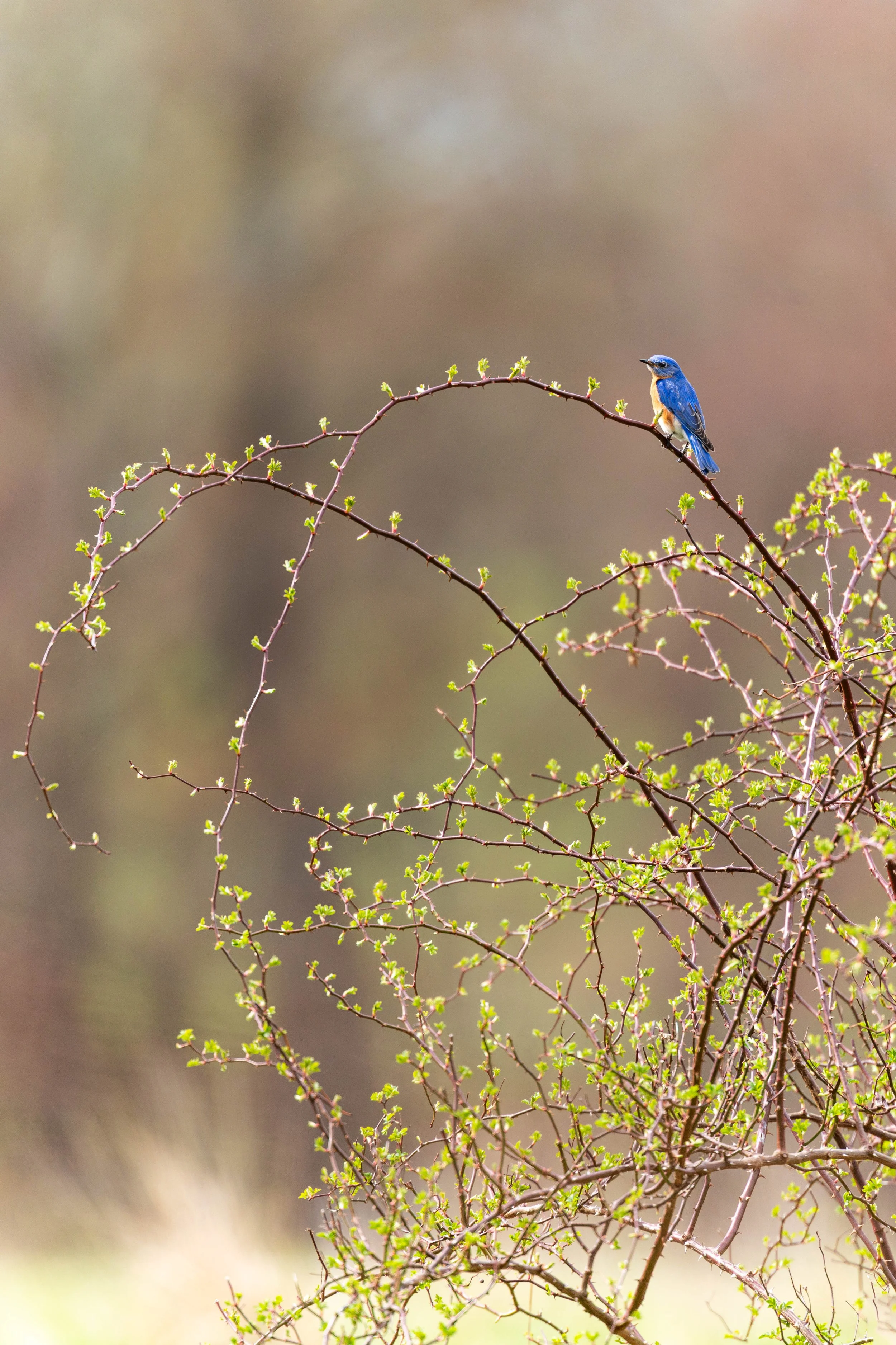 _57A8330-Pano.jpg