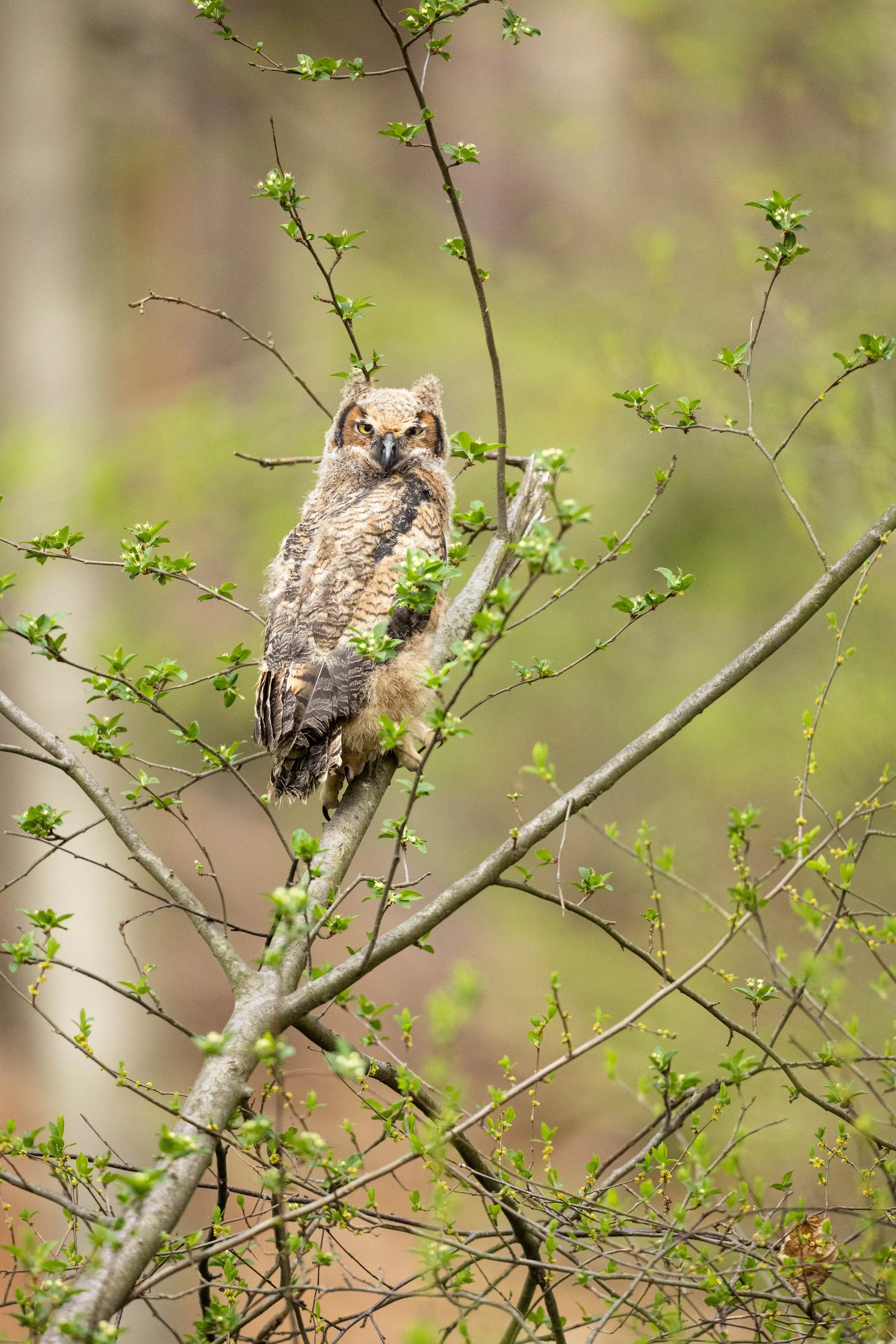 _N8A9218.jpg