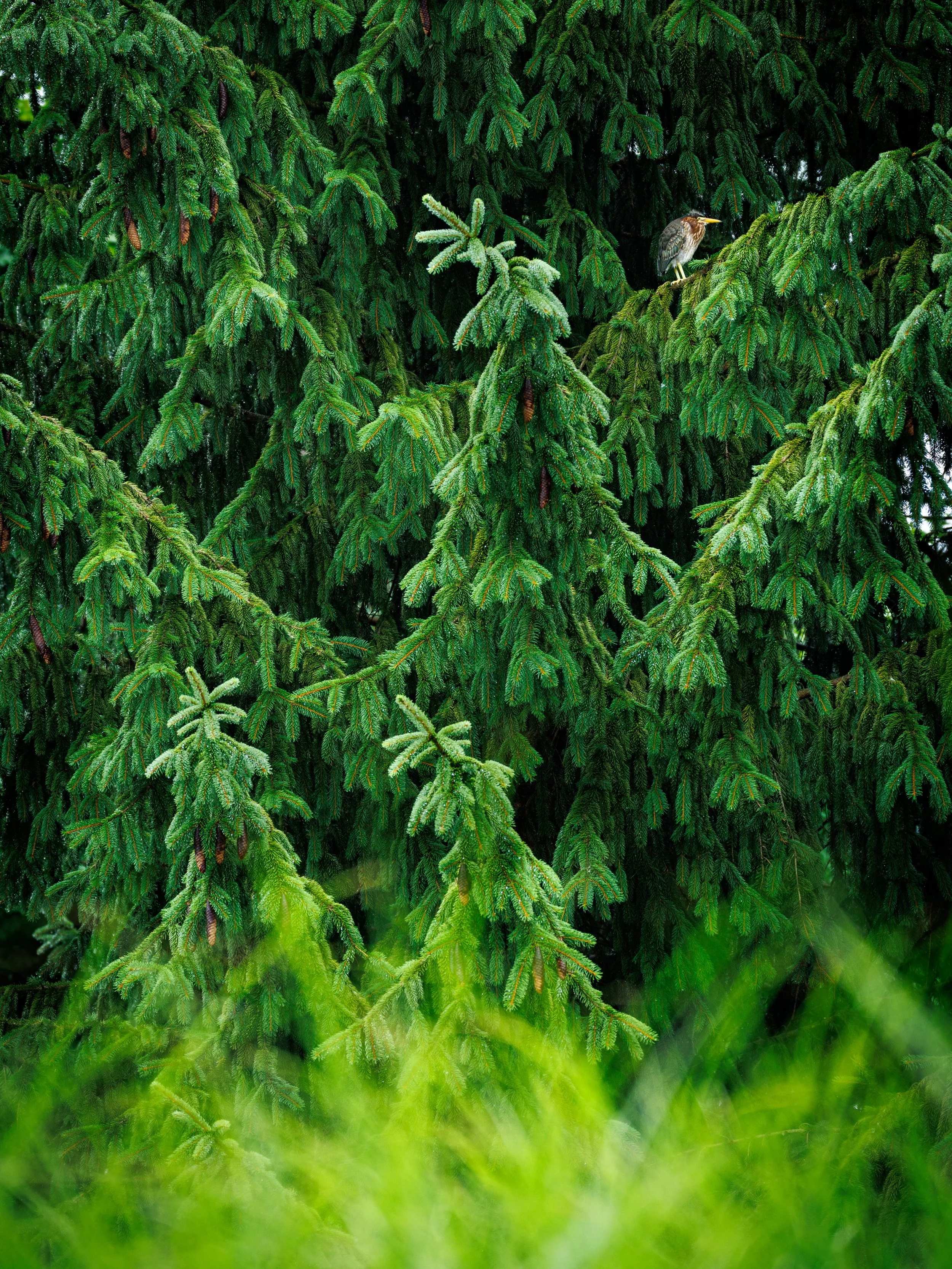 The Wall of Green&trade;

I&rsquo;ve been pushing my photography to include more and more of the environments where birds live. It is certainly not easy. It can quickly look like a snapshot, falling flat. But over time I keep getting better at doing 