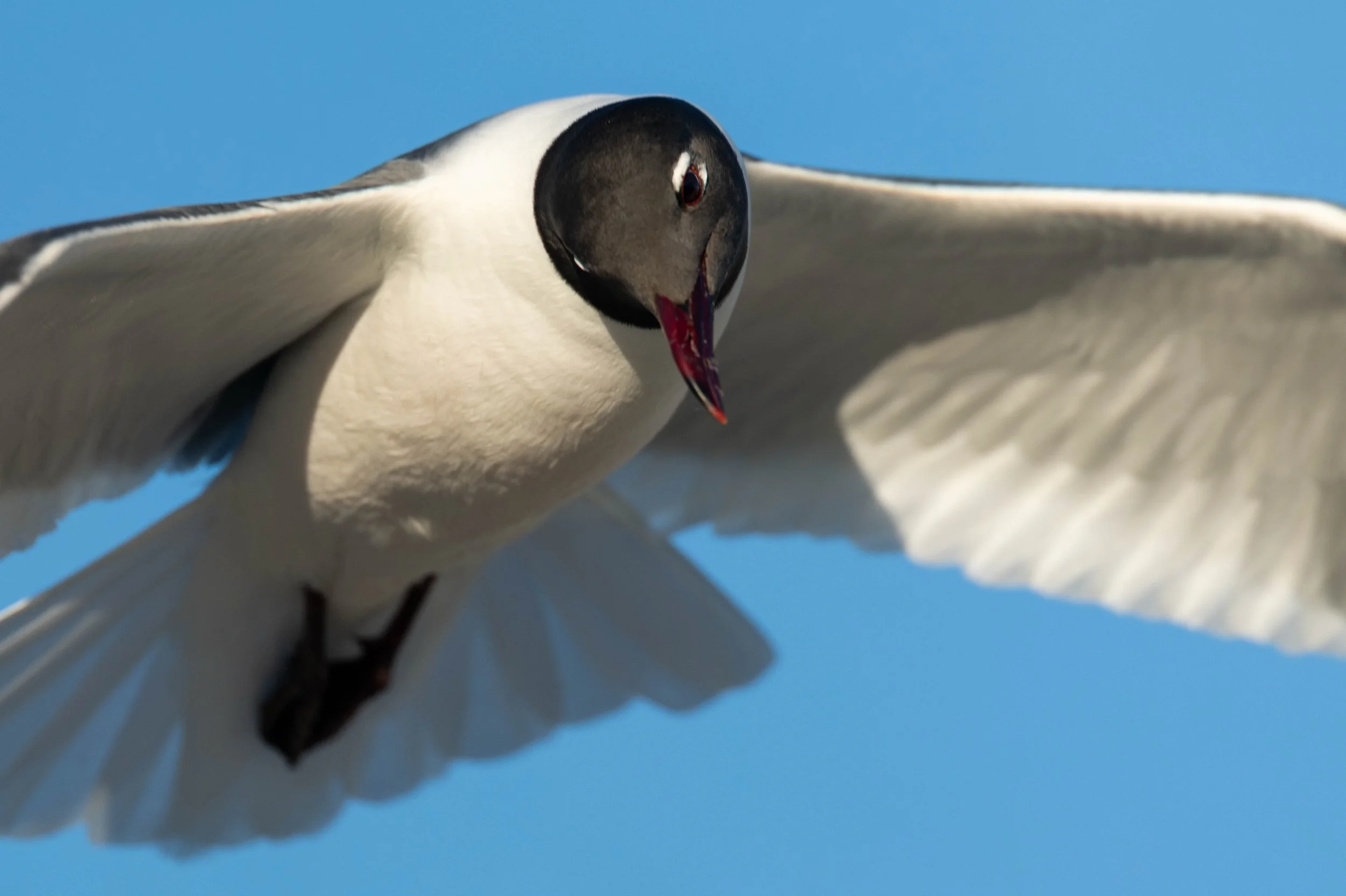 Who Has the Last Laugh? 

These are definitely the best looking gulls around. And their &ldquo;laughs&rdquo; are kind of funny! 🤭 Still jerks, but they certainly do it with style! 😬 

****I didn&rsquo;t want to add audio to this post either&hellip;