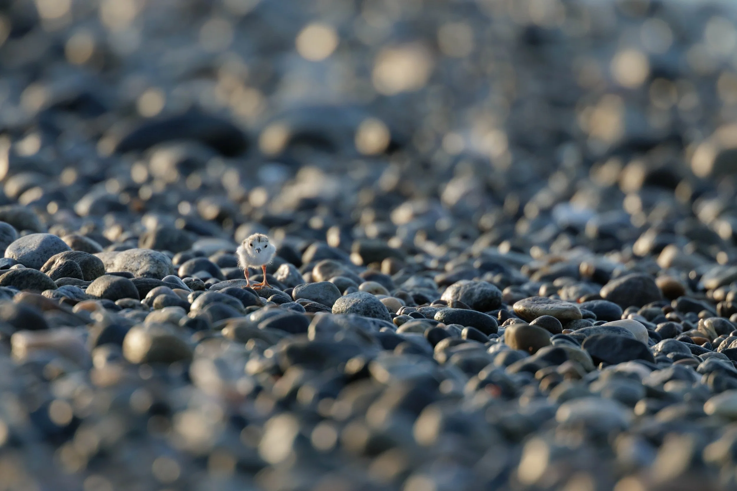 Another Pebble, Another Plover&trade;

I&rsquo;ll never tire of shooting these guys. The season is so short, I actually feel I never get enough! So camouflaged and tough to track but I love it.

Side note: The final image carousel image is ridiculous