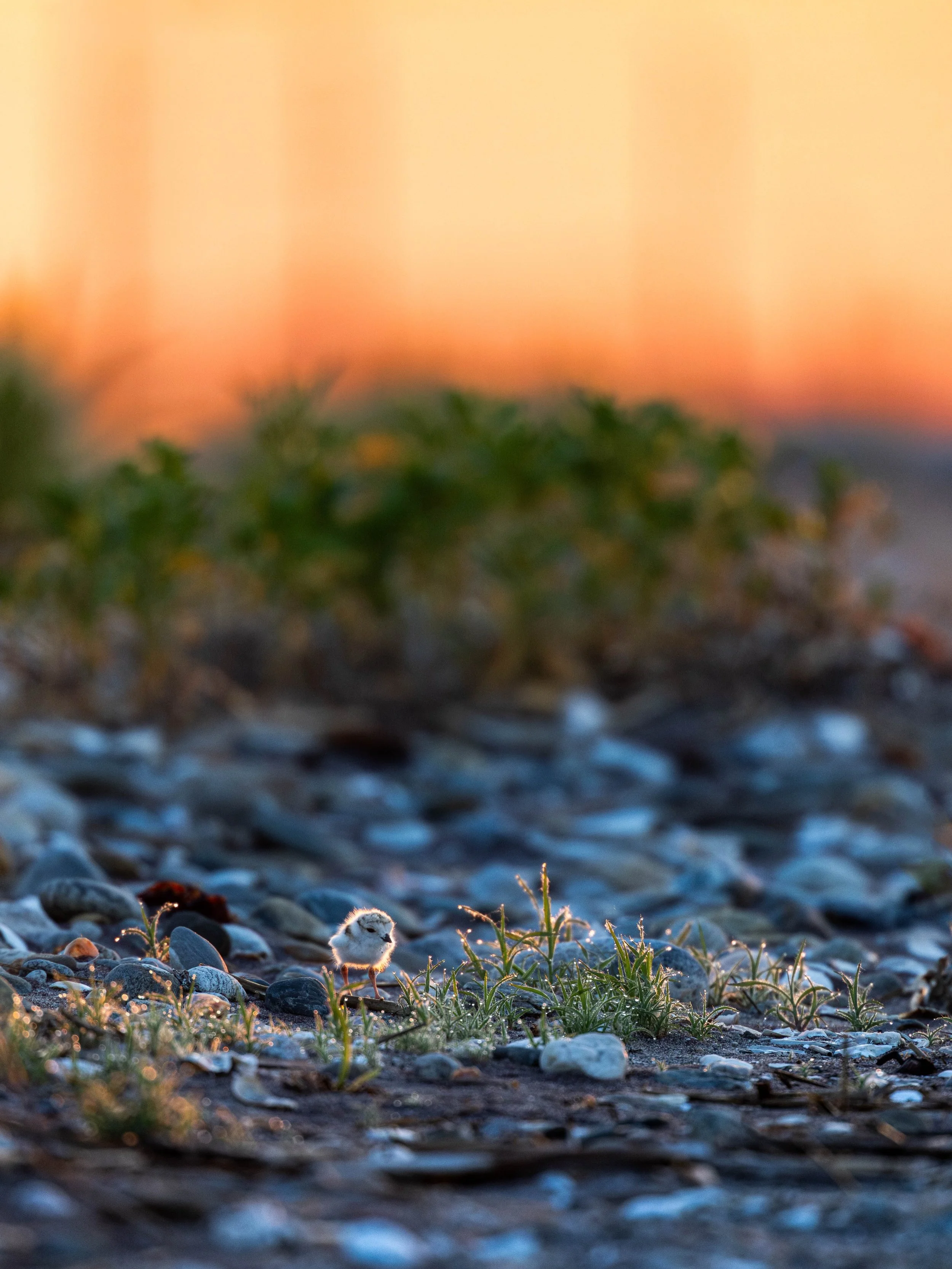 Morning Dew Crew 🌱💦 

#sunrise #pipingplover #plover #beach