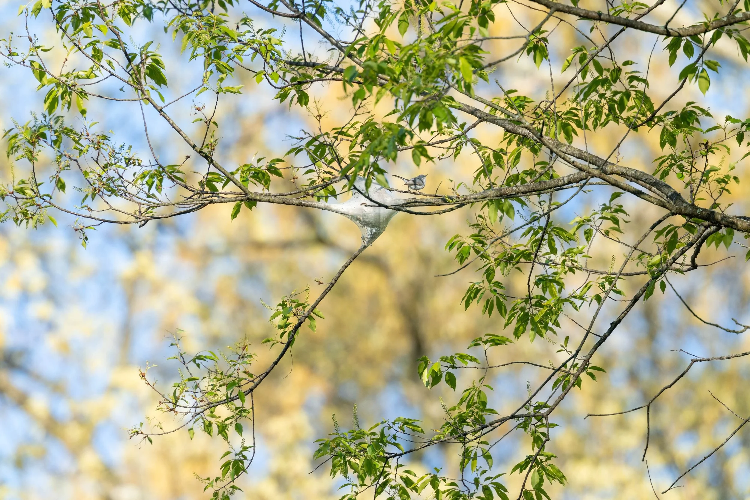 His Pose is Too Good 🤌

Of course I love this Tiny-in-Frame shot, but&hellip;

#bluegraygnatcatcher #gnatcatcher #bird #spring 

There&rsquo;s a little more here&hellip; can you see it?

Ahh! Worms! 🐛 

You&rsquo;d think he went back for the Tent C