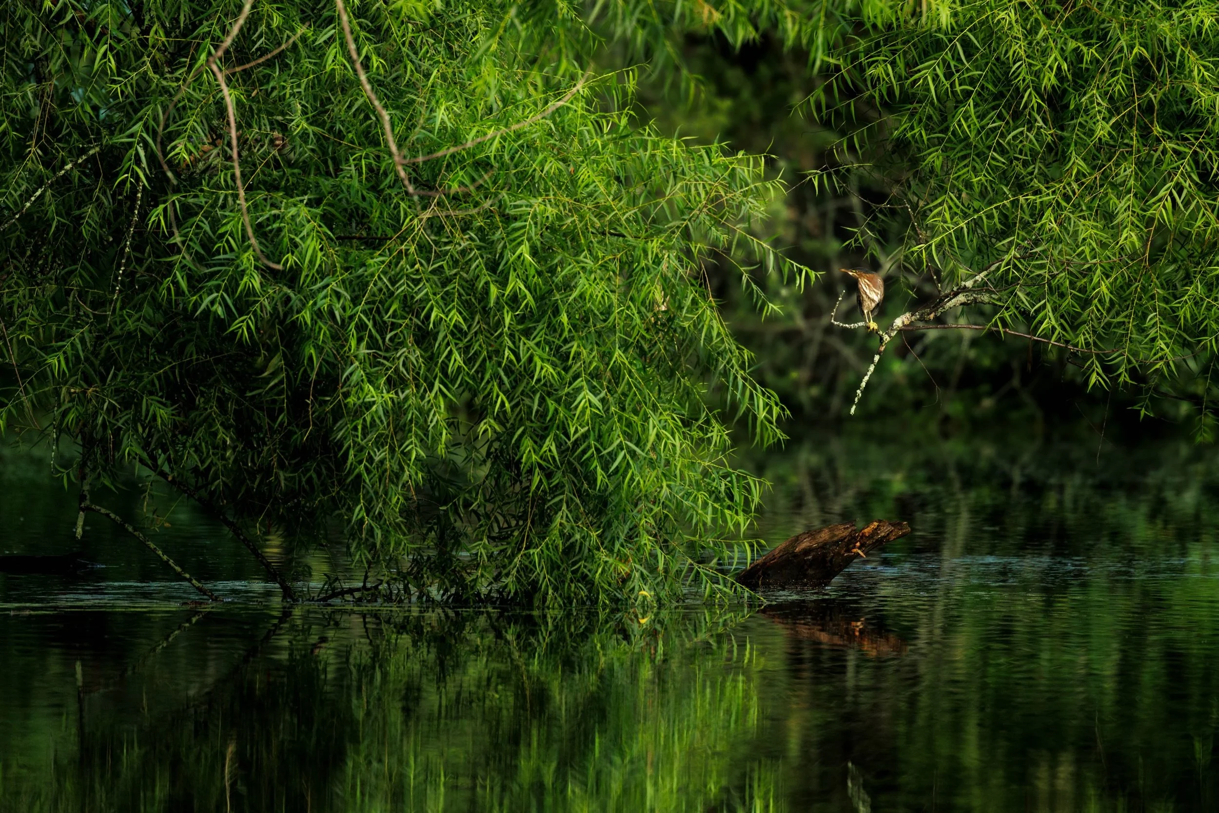 The Light and Dark and Green&trade; 

We spotted this Greenie from across the pond, but I saw something there. I saw the light hit the foliage and drape across the branches, wandering fore and aft and becoming trapped in the depths where it could not