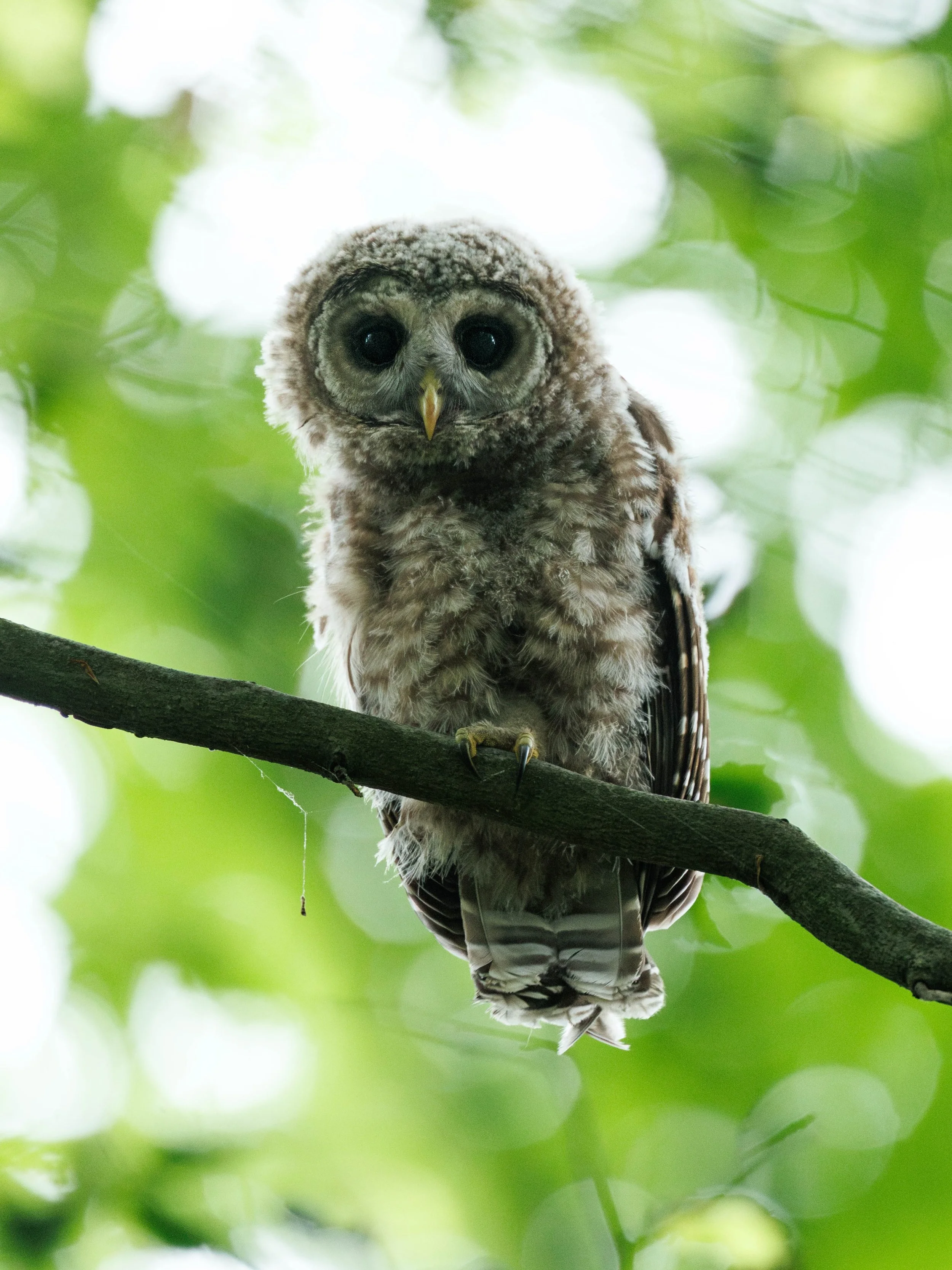 Acceptable Bird-on-a-Stick&trade; 

Because Yard Barred baby 🥰

#barred #owl #yardbarred #bird