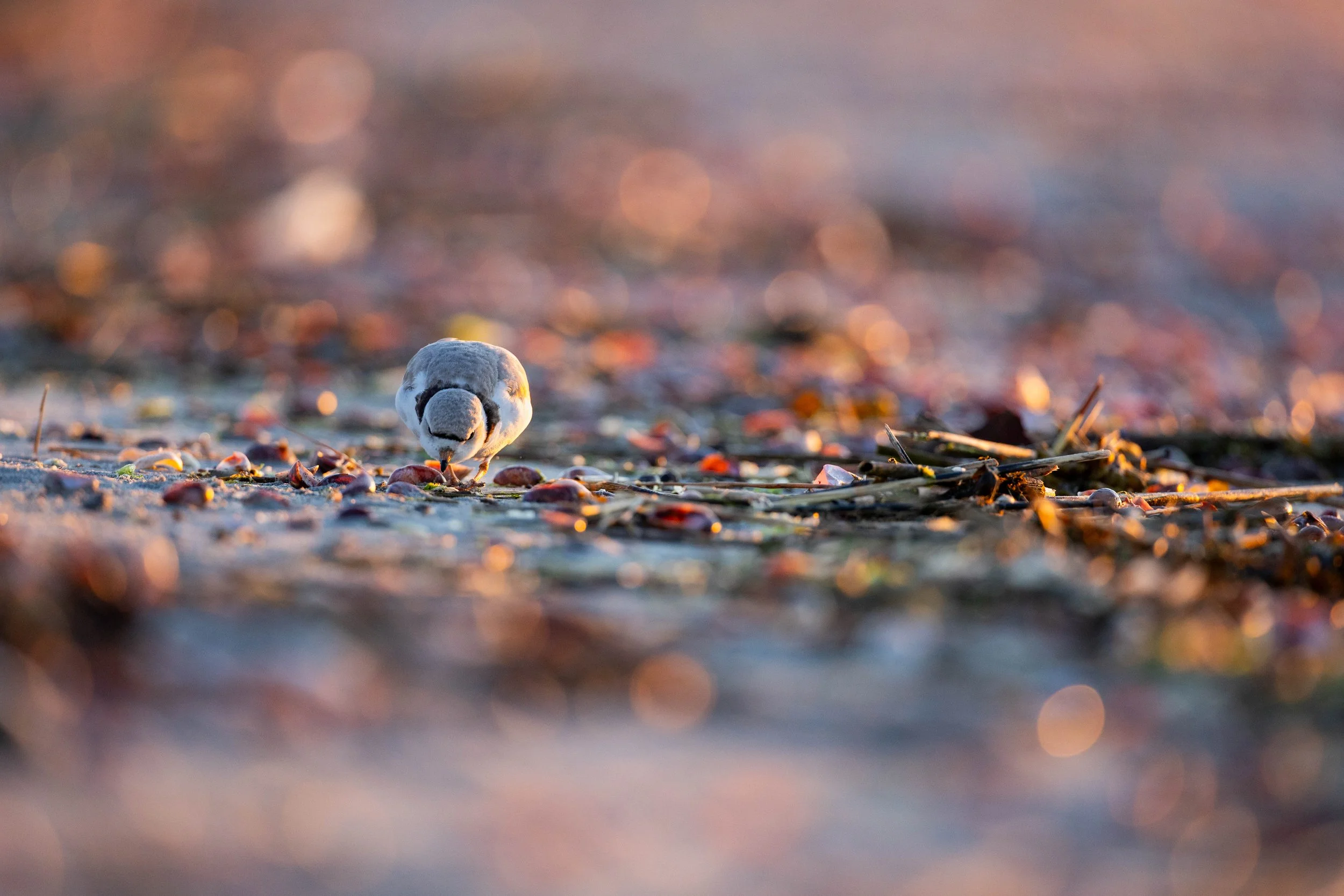 _N8A1649-2.jpg
