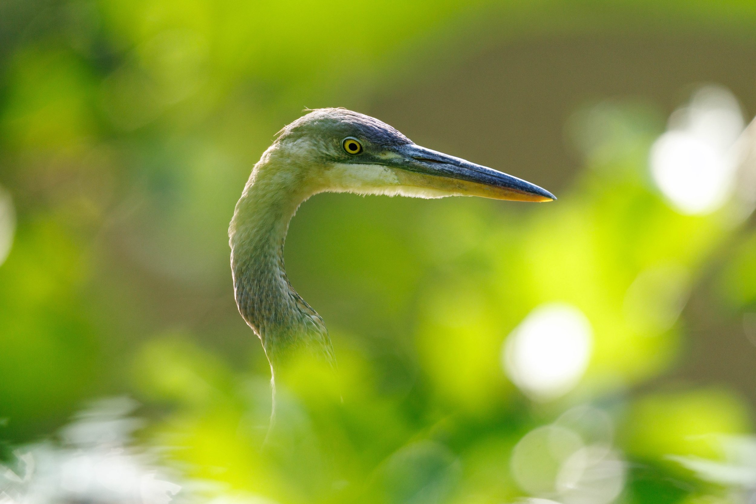 Too Close for Comfort&trade;

Walking along the waters edge and realized this Great Blue was too close to me. I backed up behind a bush and snapped him peeking through &mdash; 👀 

#greatblueheron #heron #bird