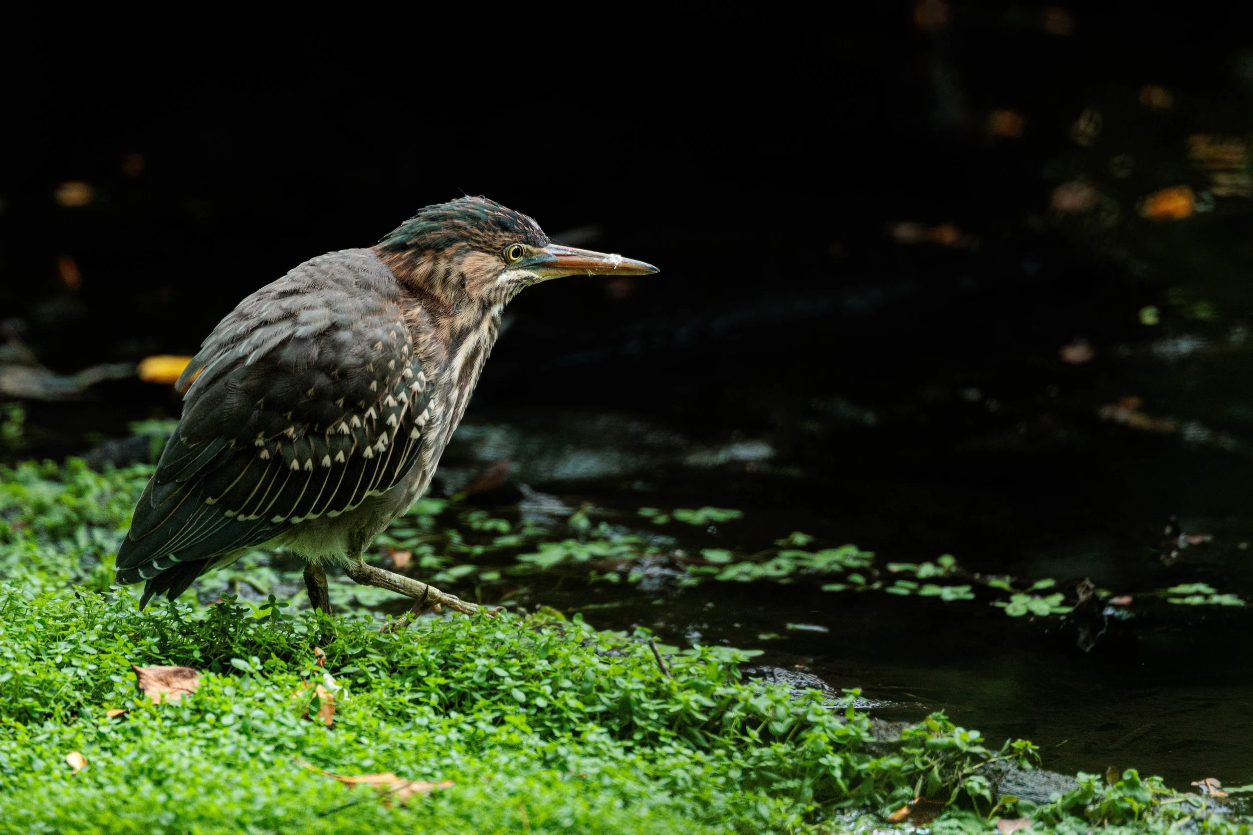 Fishing in the Moat&trade; 

#greenheron #greenie #heron