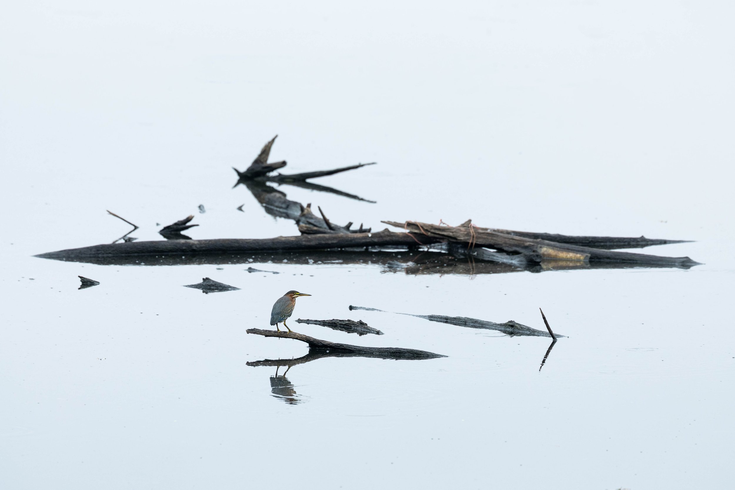 Heron Meets Constructivism&trade;

#greenheron #heron #highkey