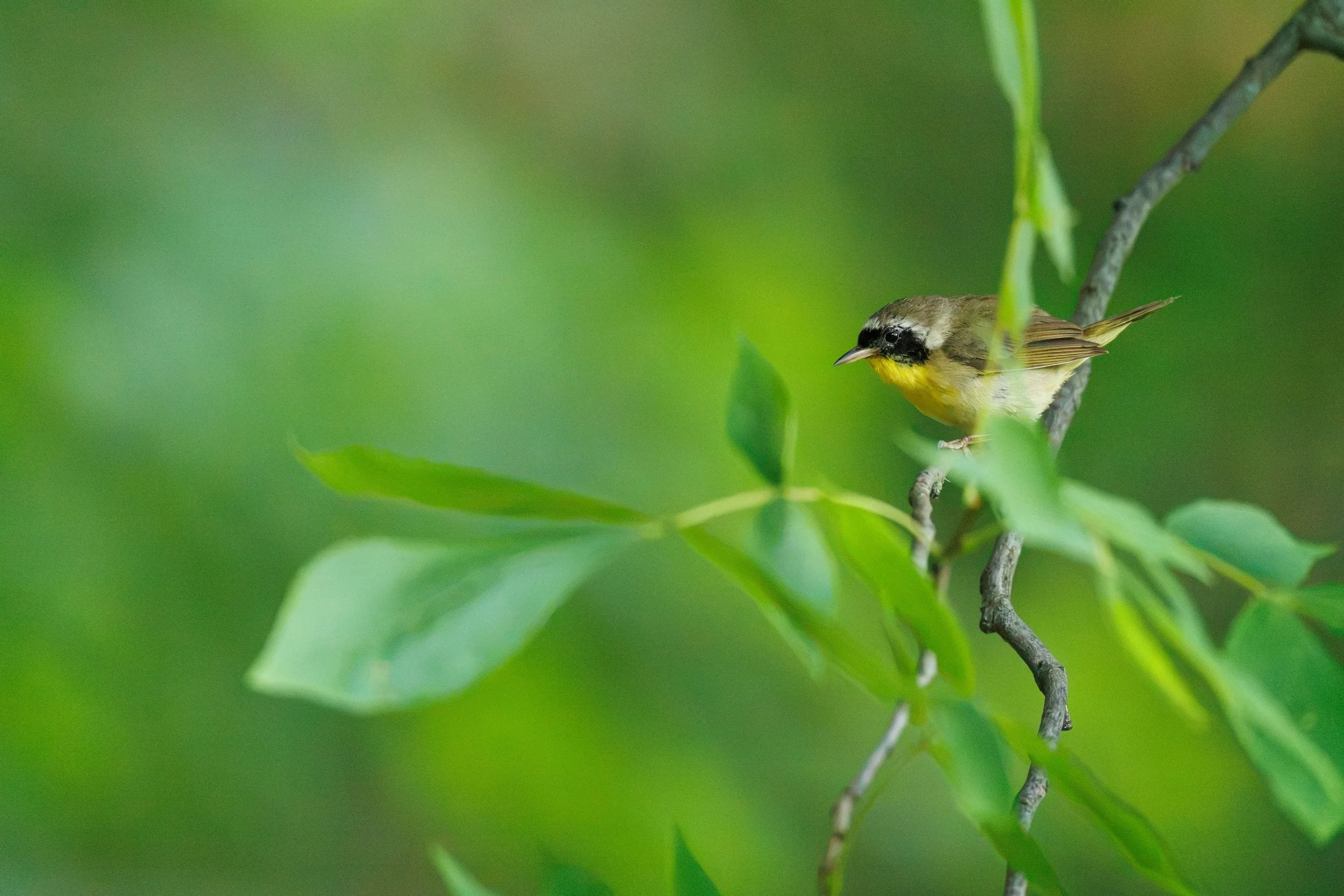 When Hope Was Lost, There He Was &trade; 

#yellowthroat #commonyellowthroat #warbler