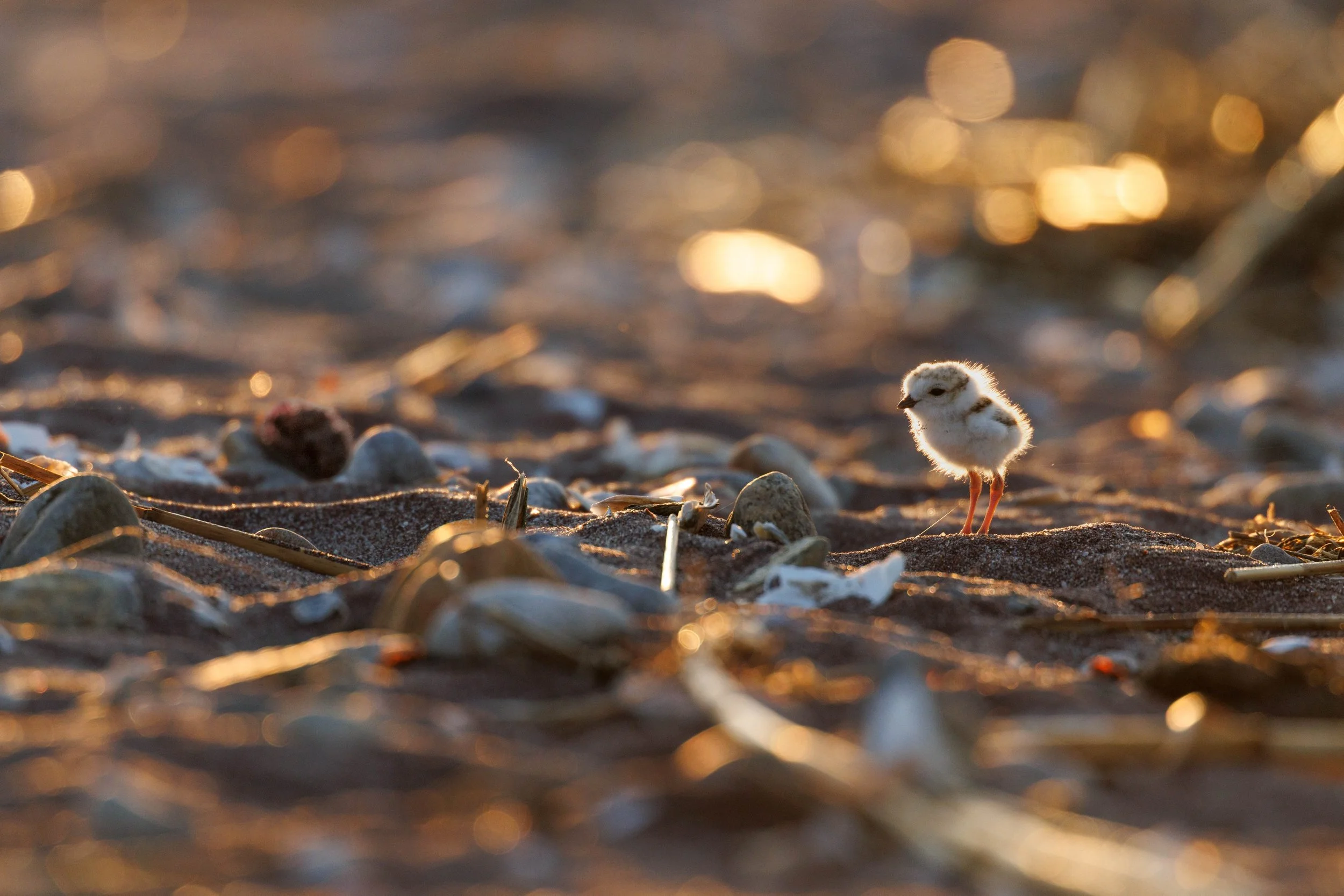 Years and Miles in Between&trade; 

I&rsquo;ve taken so many Piping Plover shots that some are transcending time and space. This was taken in 2026... But I have images from four and five years ago that could be taken within this same moment. The feel