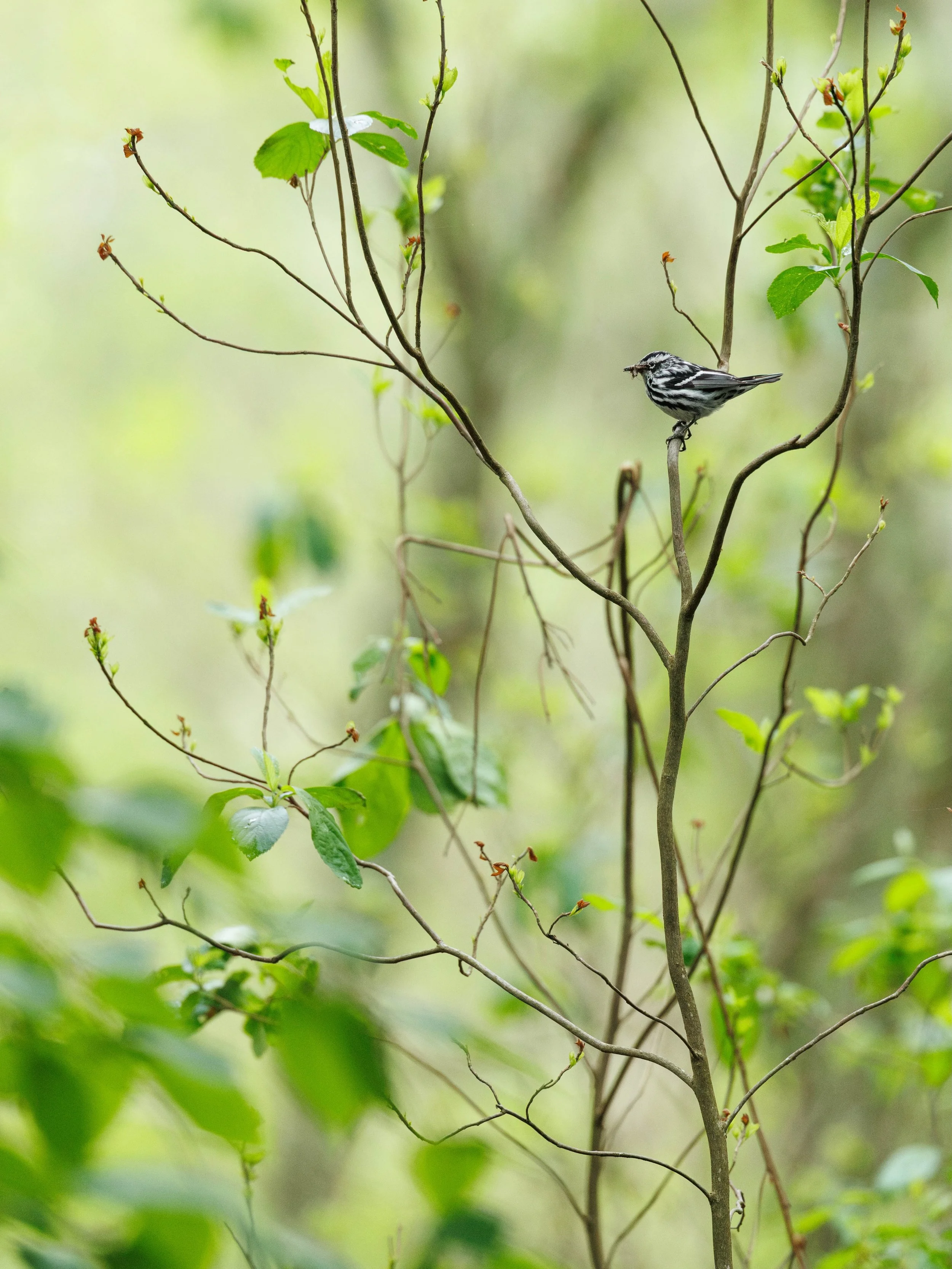 Black and White and Waiting&trade; 

This guy was gathering some bugs for his chicks in a nearby nest. He seemed suspicious of me so I bailed. ✌️ 

Also, still no 2:3. The fuck?!

#blackandwhitewarbler #warbler #bww