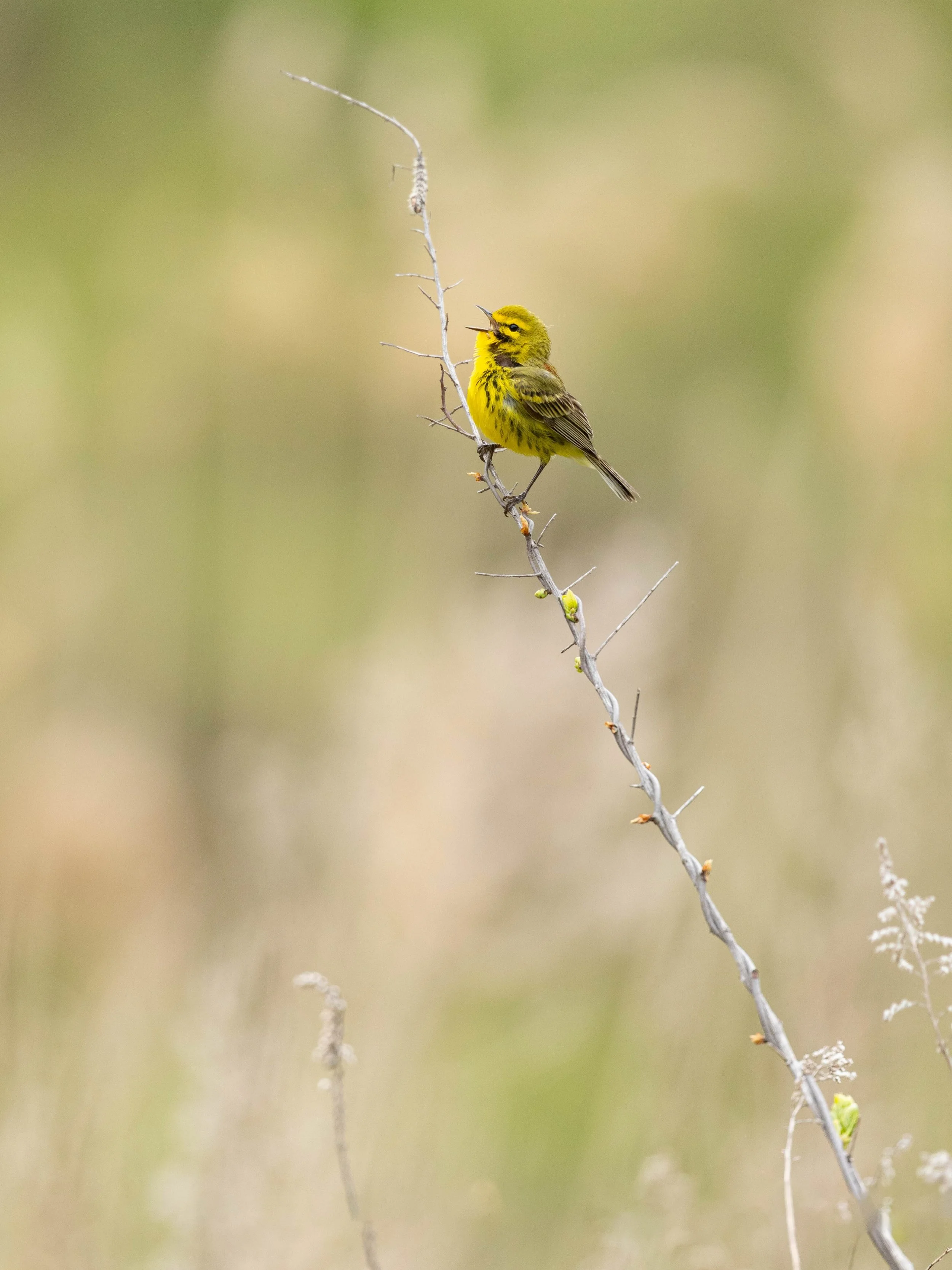 Prairie Warbler is Doin&rsquo; It 🗣️🎶

#warbler #prairiewarbler #prairie