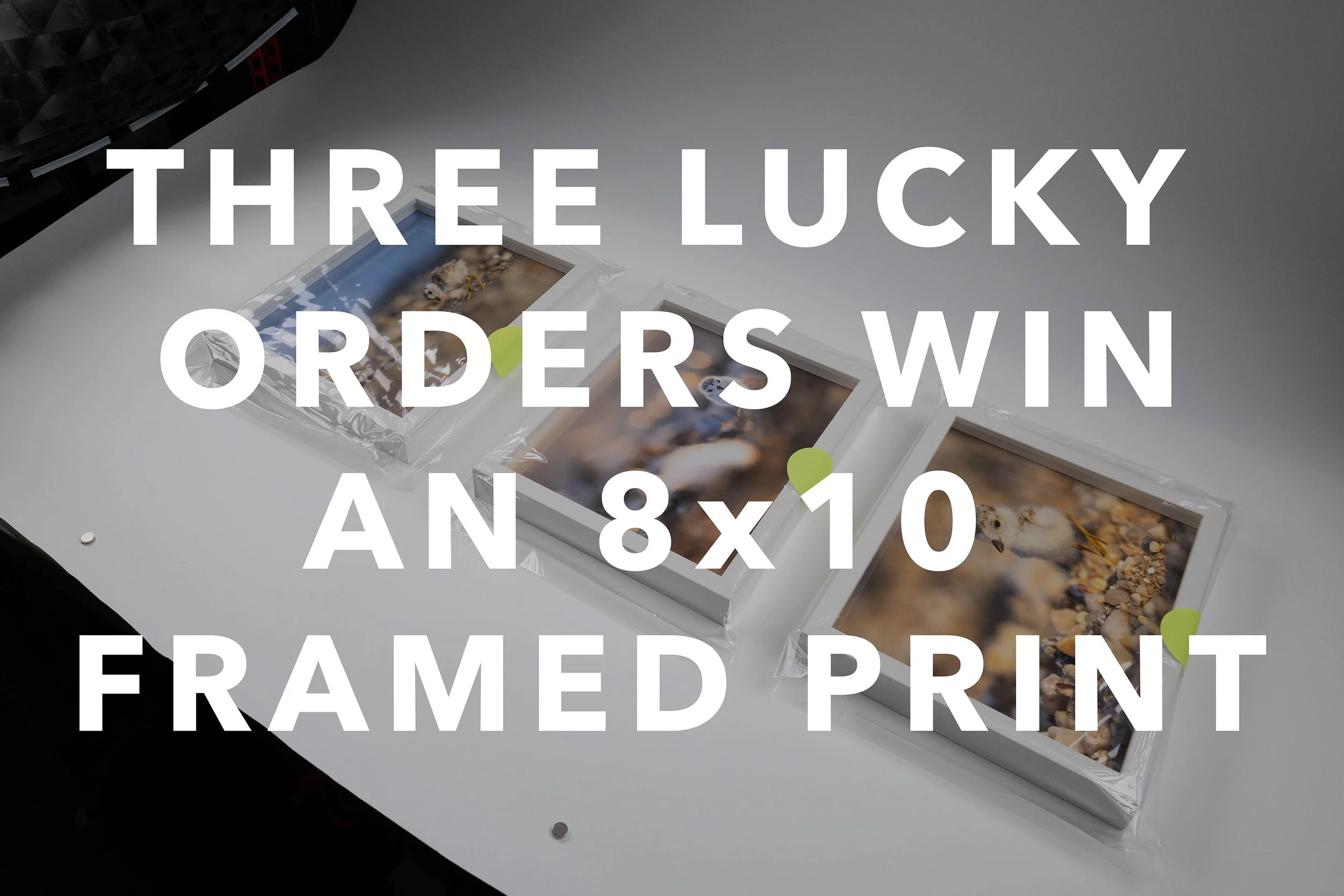 win3-prints-_N8A5432-@0.5x.jpg