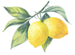 lemon.png