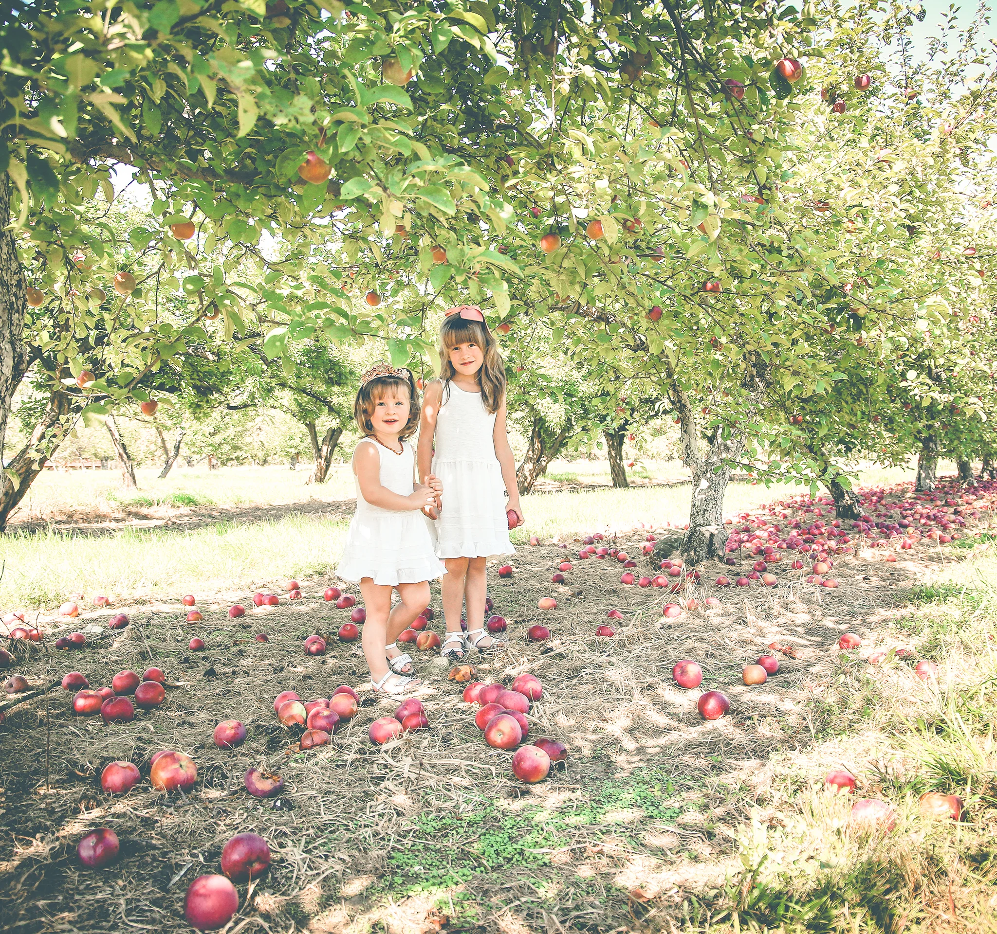 apple picking for facebook2.jpg