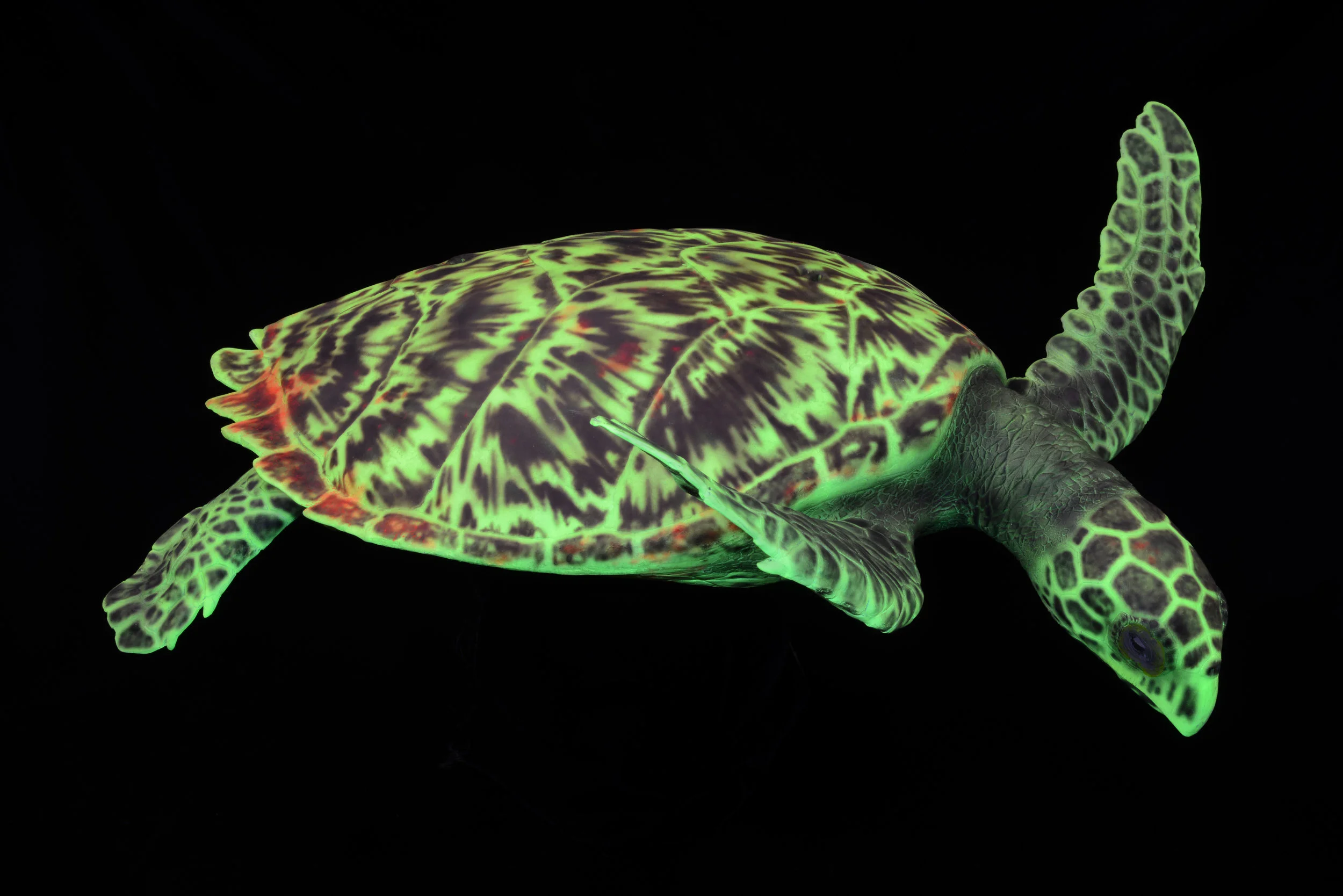 Hawksbill turtle-4.JPG