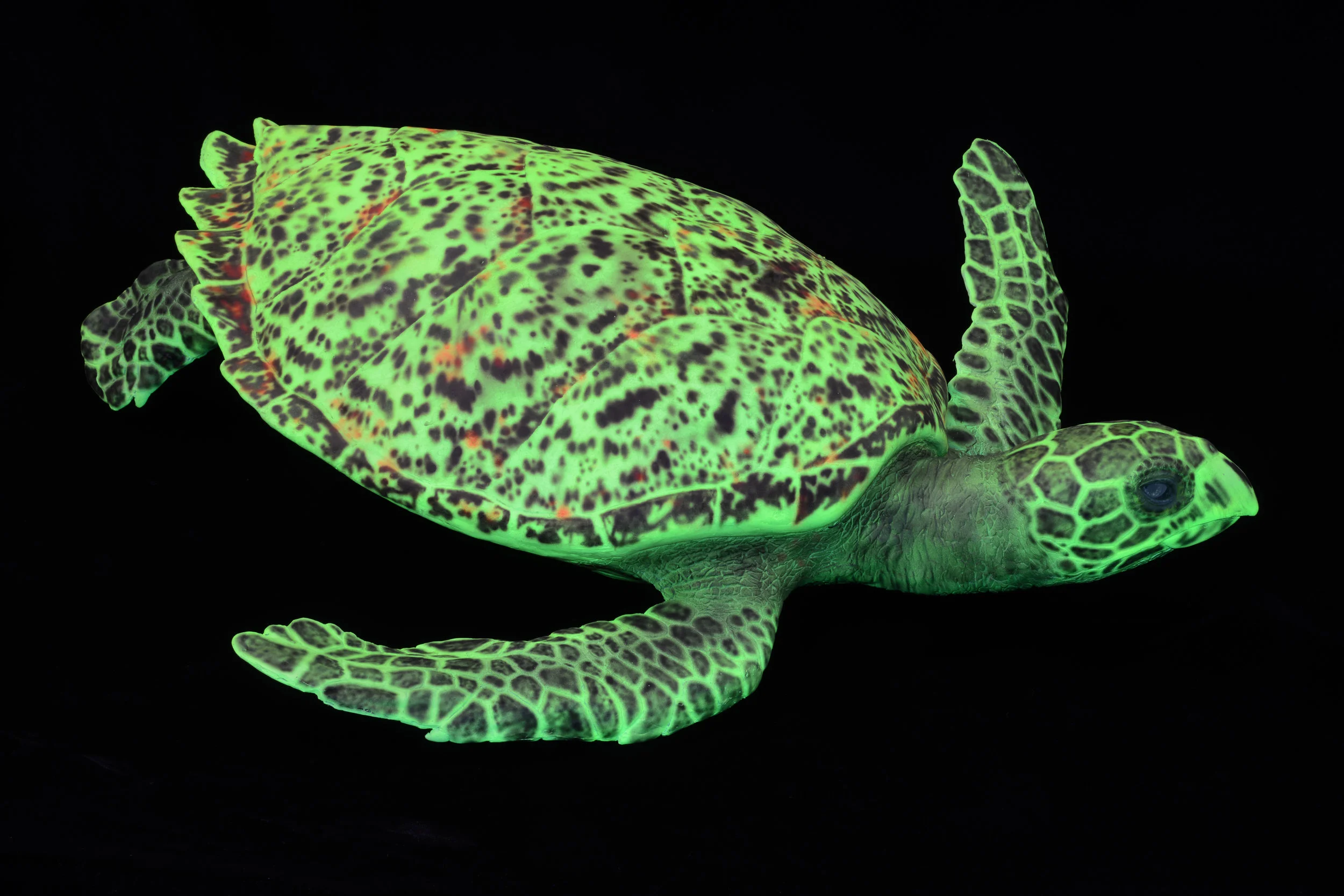 Hawksbill turtle-2.JPG