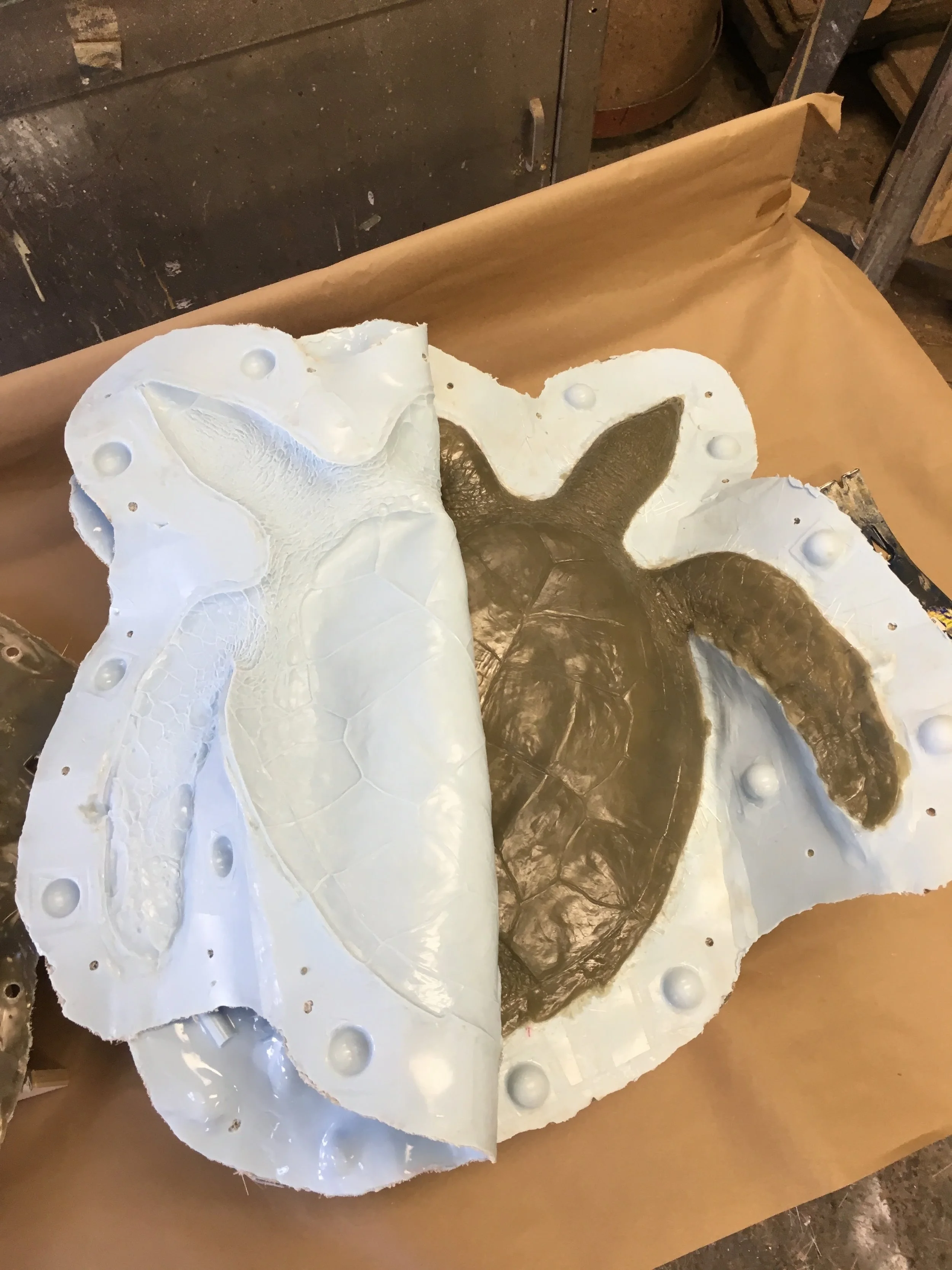 HawksbillInMold.JPG