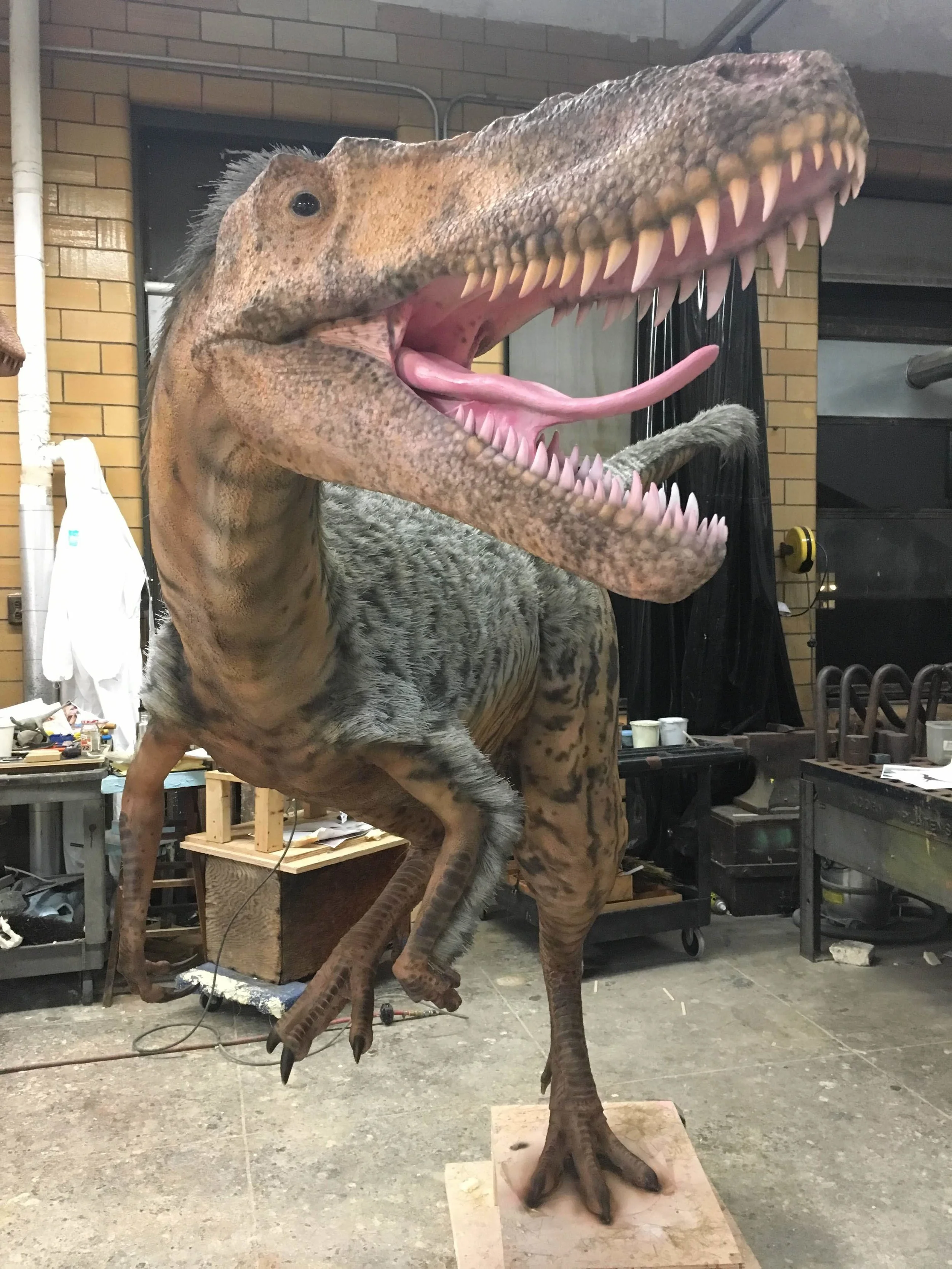 Xiongguanlong in the Shop