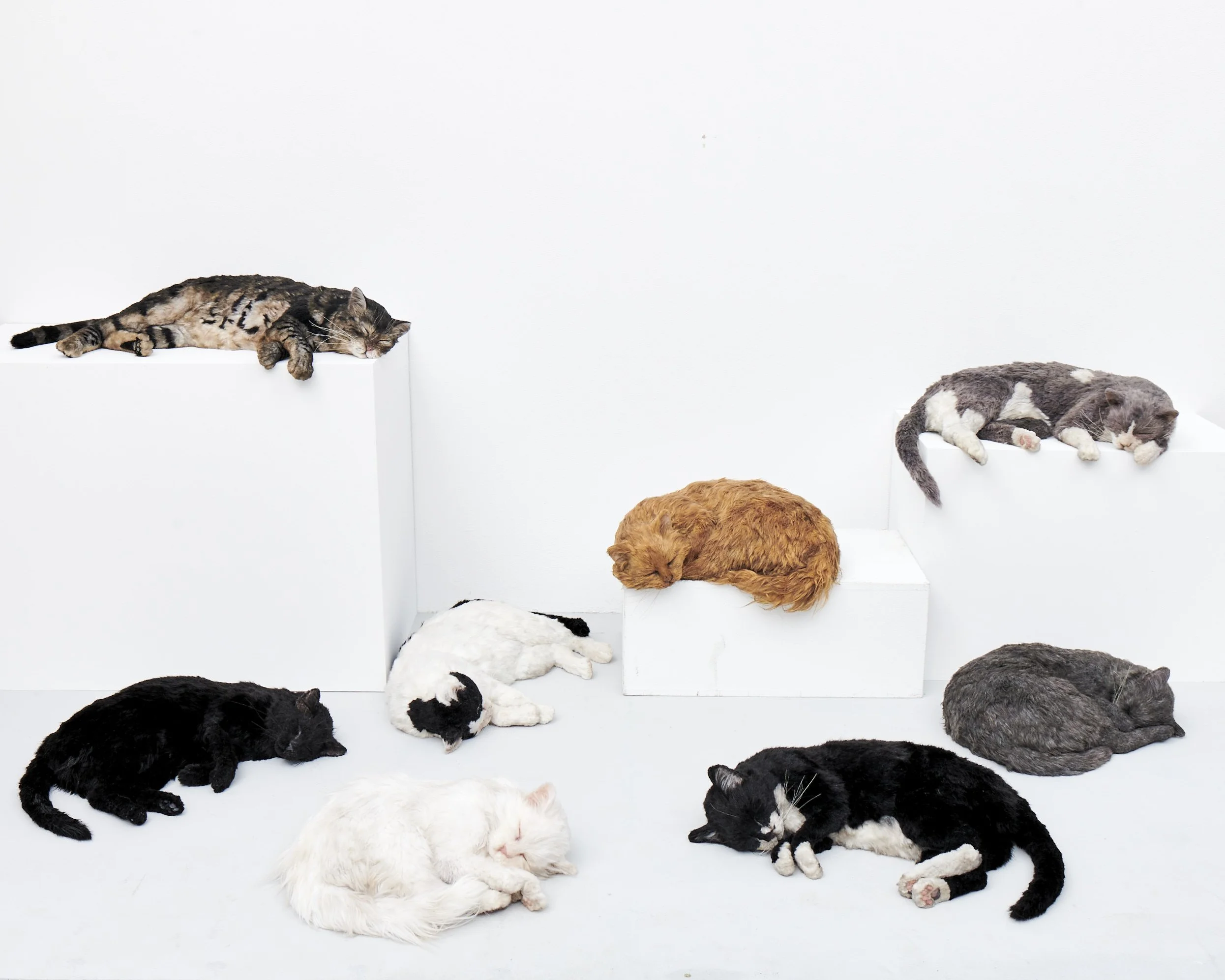 Sleeping Cats for Ryan Gander